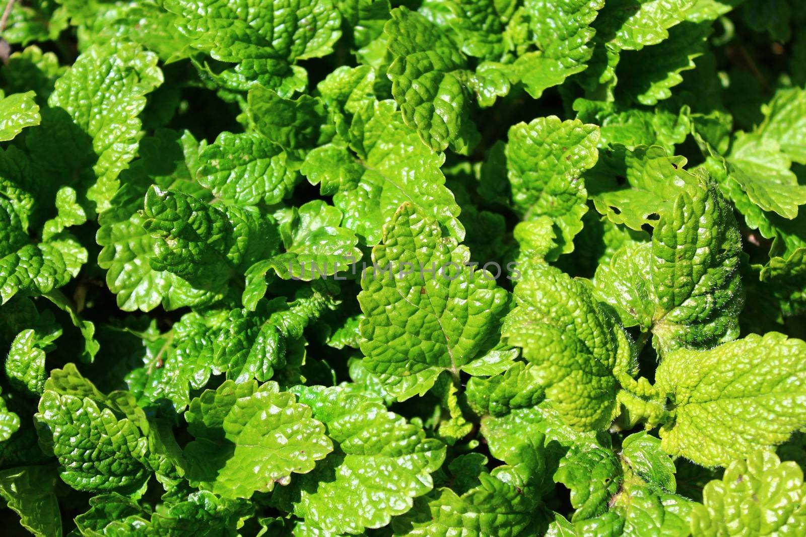 lemon balm in the garden by martina_unbehauen