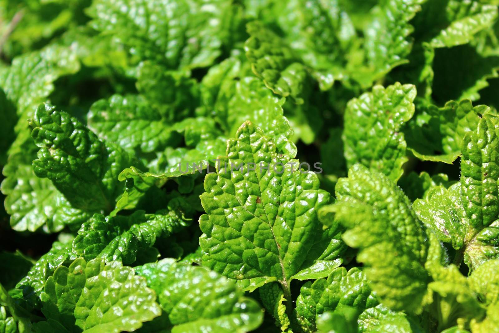 The picture shows lemon balm in the garden