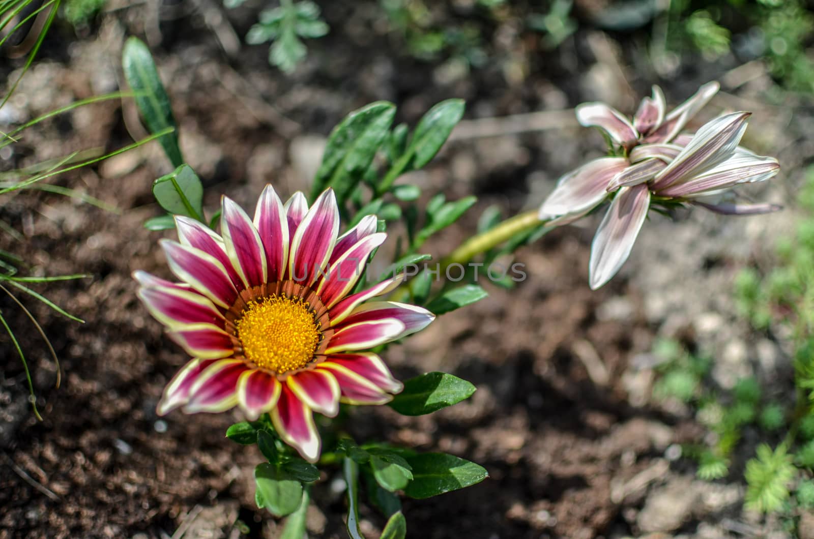 Close-up top view of one white and lilac Gazania flower in bloom in a garden. Blurred background of green leaves and ground