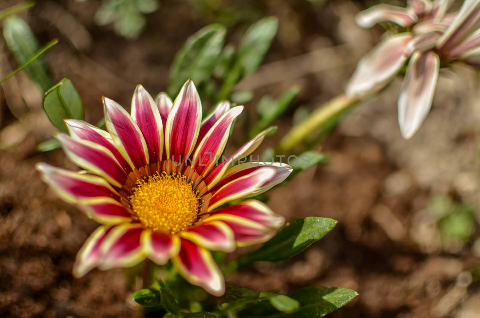 Close-up top view of one white and lilac Gazania flower in bloom in a garden. Blurred background of green leaves and ground