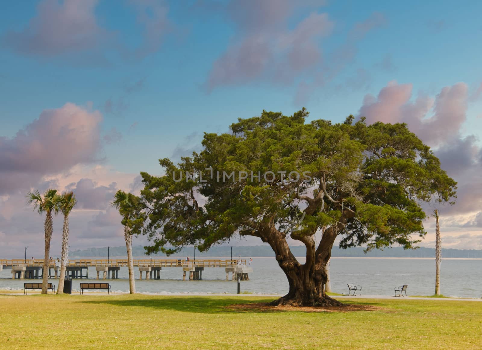 A huge old oak tree on the coast by a wood and concrete pier.