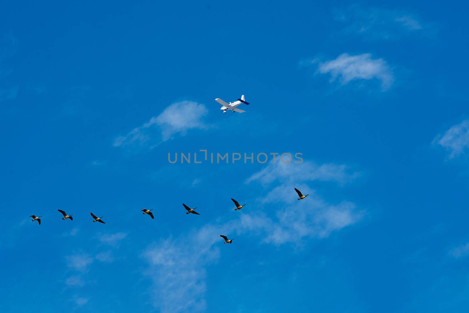 Neat wooden, timbered, farmhouse in winter against a blue sky with white cloudsThe plane flies over a flock of geese flying to the lakes