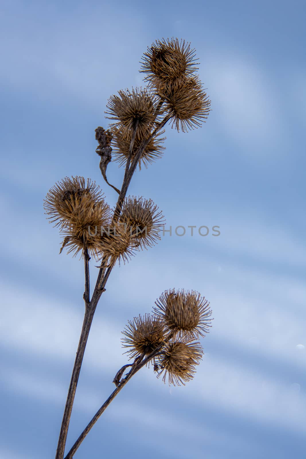 Withered thorns of agrimony in the snow by ben44