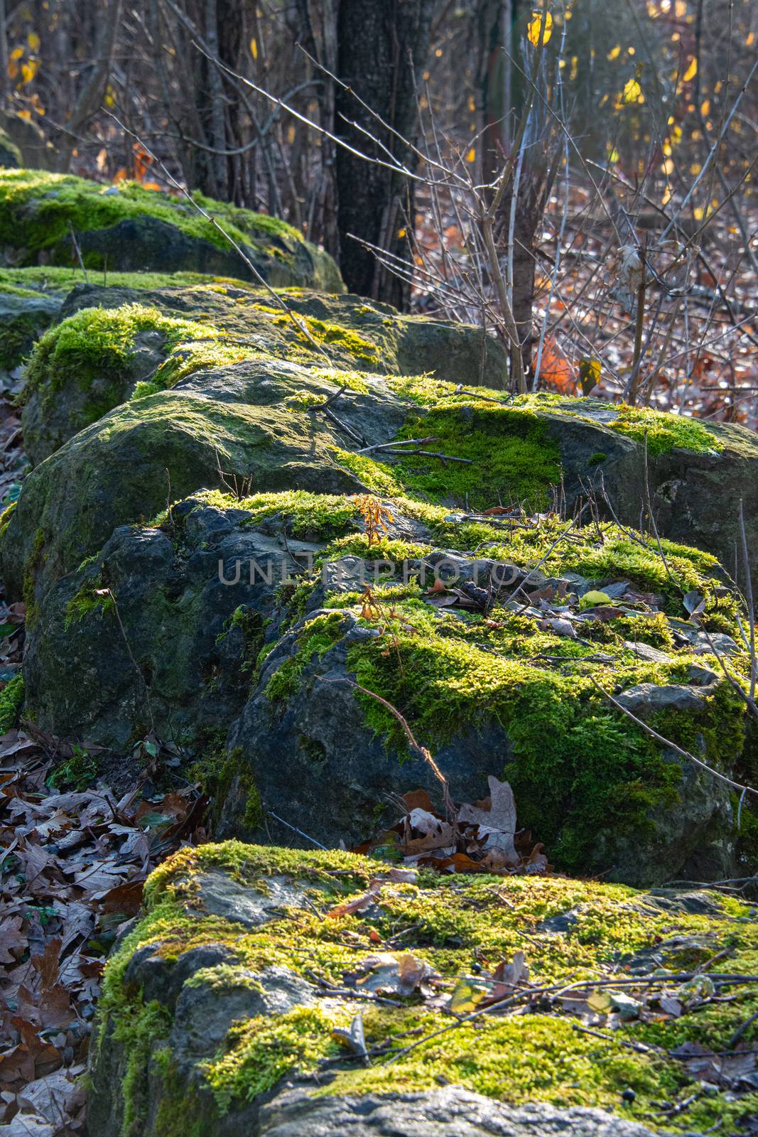 Green moss in the woods on the rocks by ben44