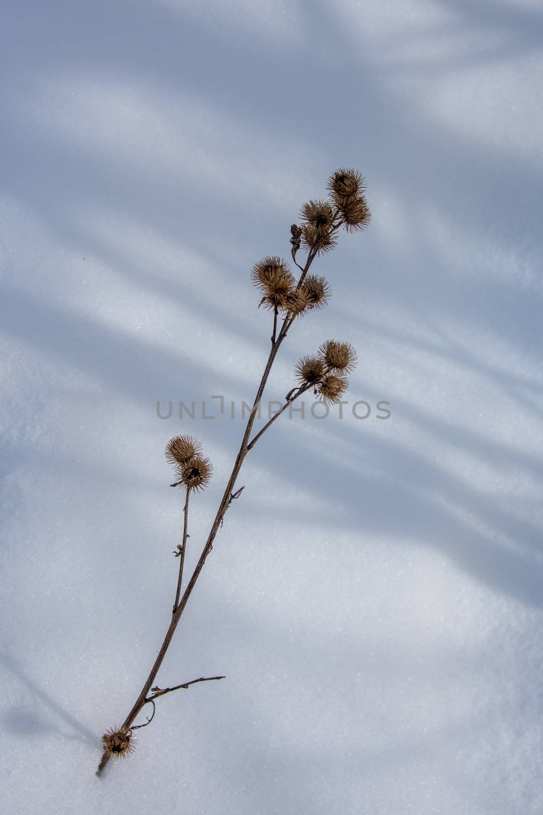 Dried flowers of agrimony in the snow by ben44