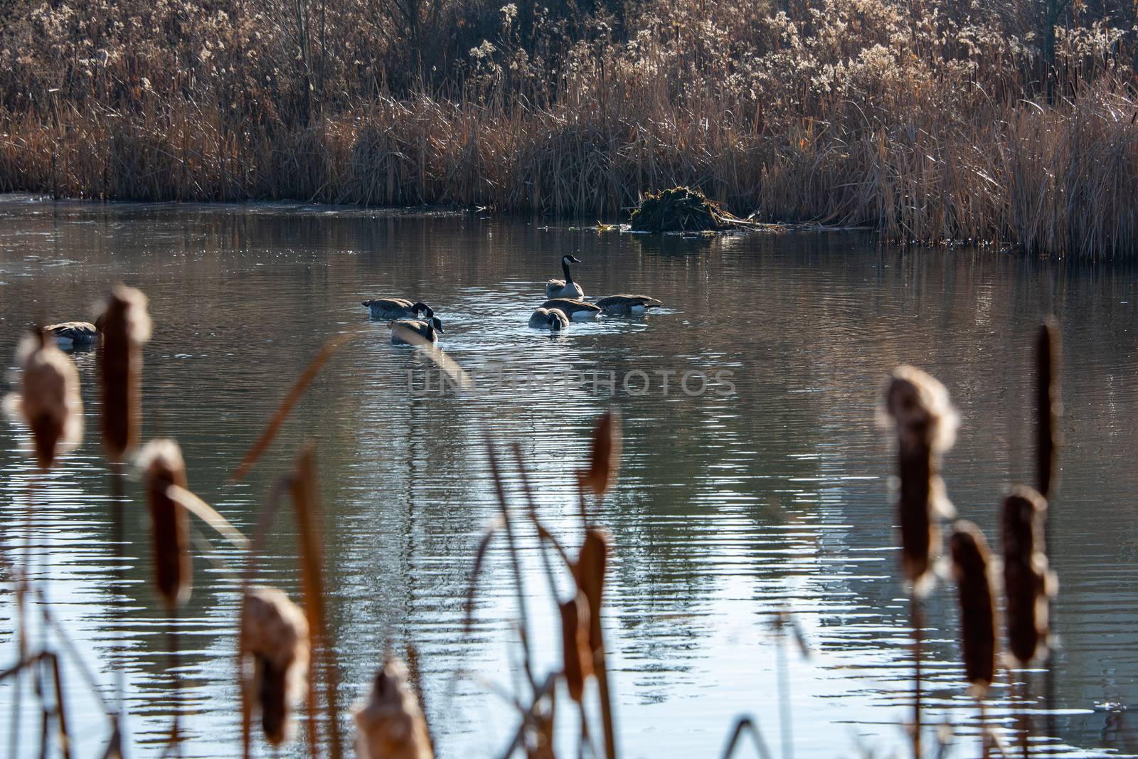 Canadian Geese on Lake Prepare for Wintering by ben44