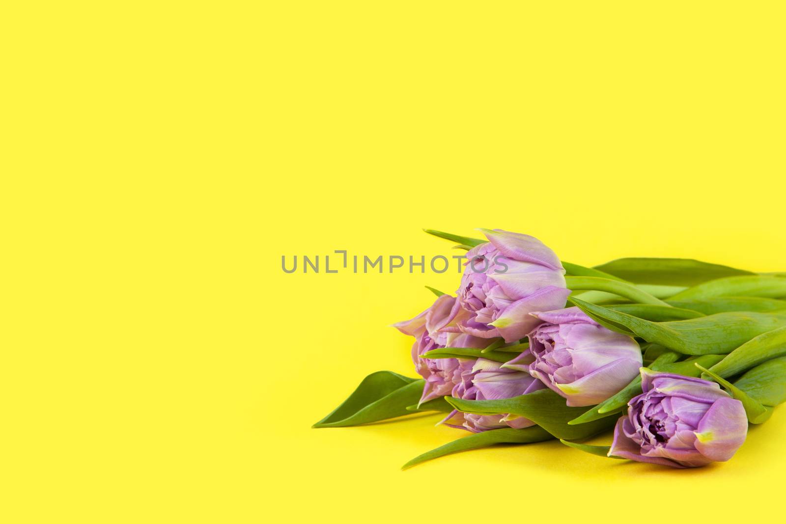 Small bouquet of lilac tulips on yellow background, copy space, side view, closeup. March 8, February 14, birthday, Valentine's, Mother's, Women's day celebration, spring concept. Horizontal.