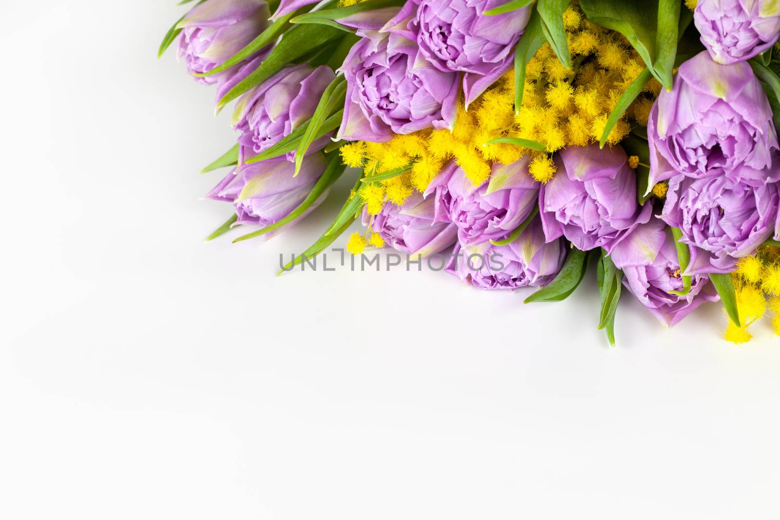 Bouquet of lilac tulips and yellow mimosas on white background, copy space, side view, closeup. March 8, February 14, birthday, Valentine's, Mother's, Women's day celebration, spring concept.