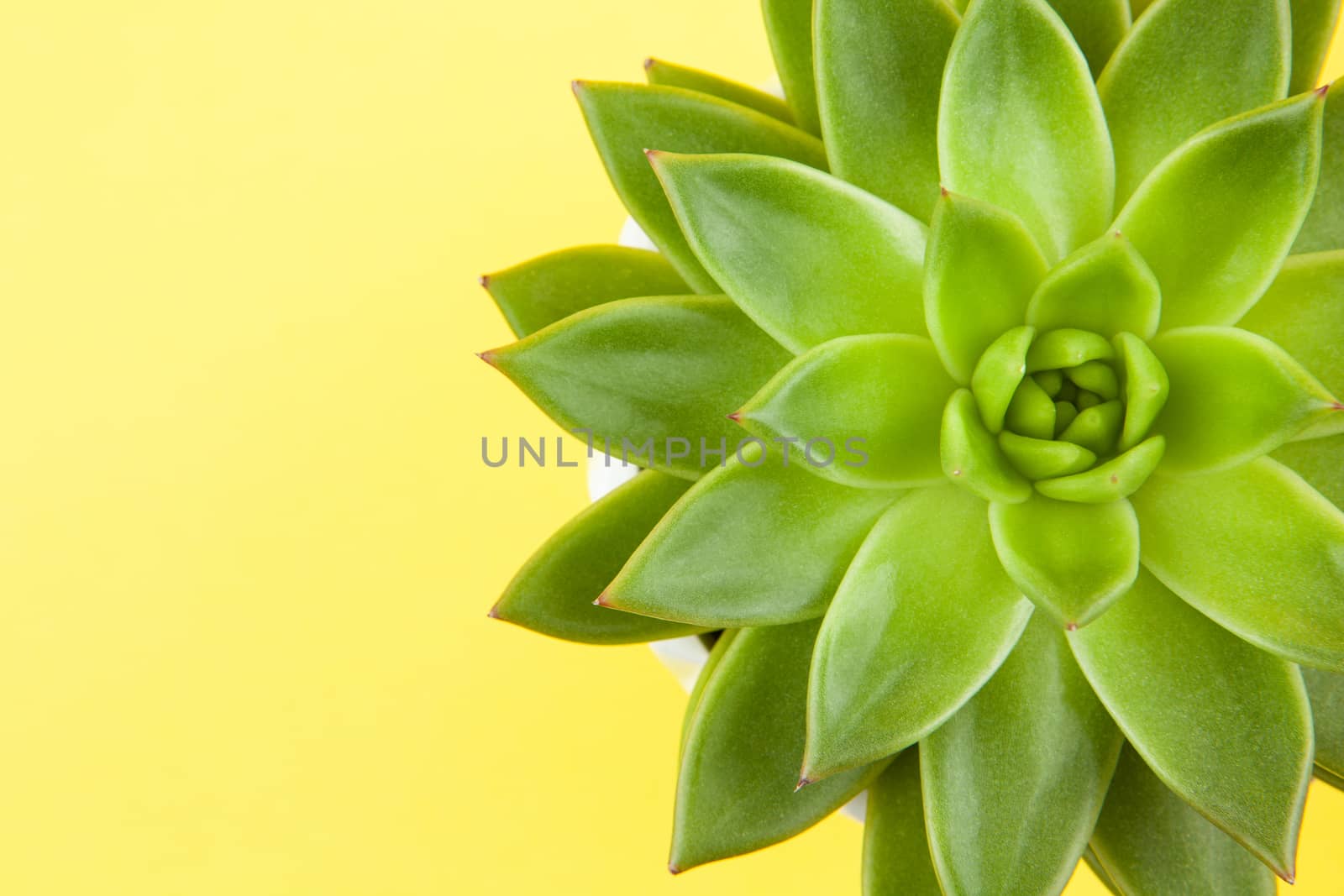 Trendy succulent Haworthia cymbiformis closeup on yellow background, copy space, macro. For social media, poster, interior, blog, flower shop, packing overfilling. Home gardening concept. Horizontal.