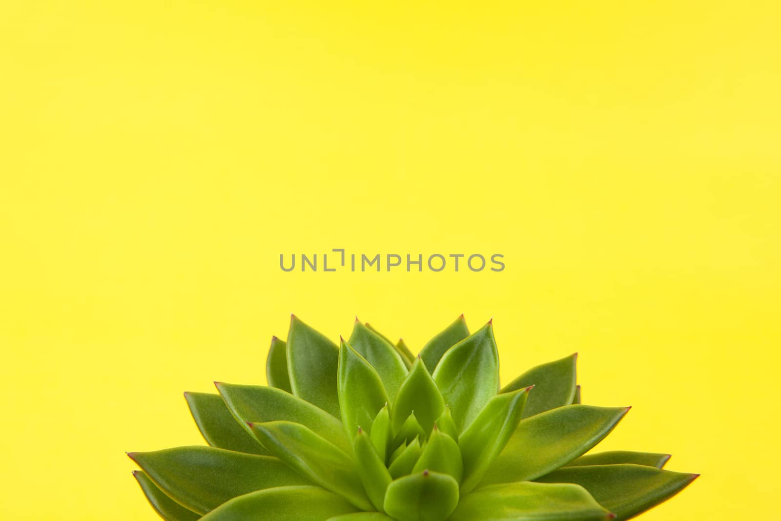 Trendy succulent Haworthia cymbiformis closeup on yellow background, copy space, macro. For social media, poster, interior, blog, flower shop, packing overfilling. Home gardening concept. Horizontal.