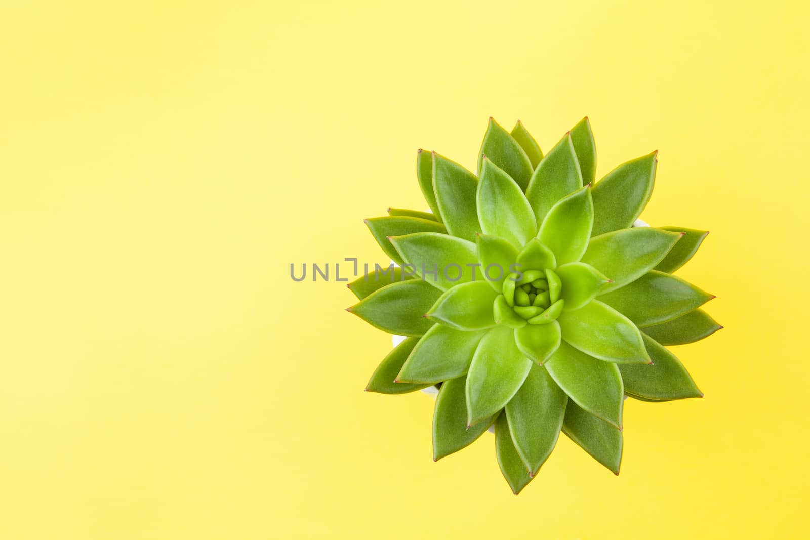 Trendy succulent Haworthia cymbiformis closeup on yellow background, copy space, flatly. For social media, poster, interior, blog, flower shop, packing overfilling. Home gardening concept. Horizontal.