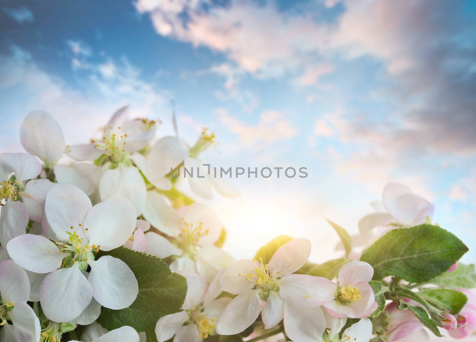Apple blossoms against soft sky background by Sandralise