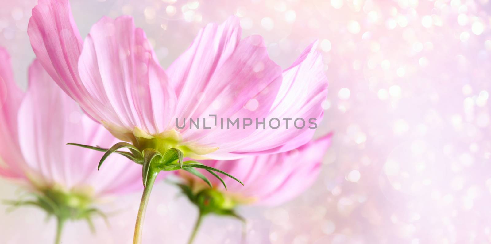 Cosmos flowers on soft pastel background
