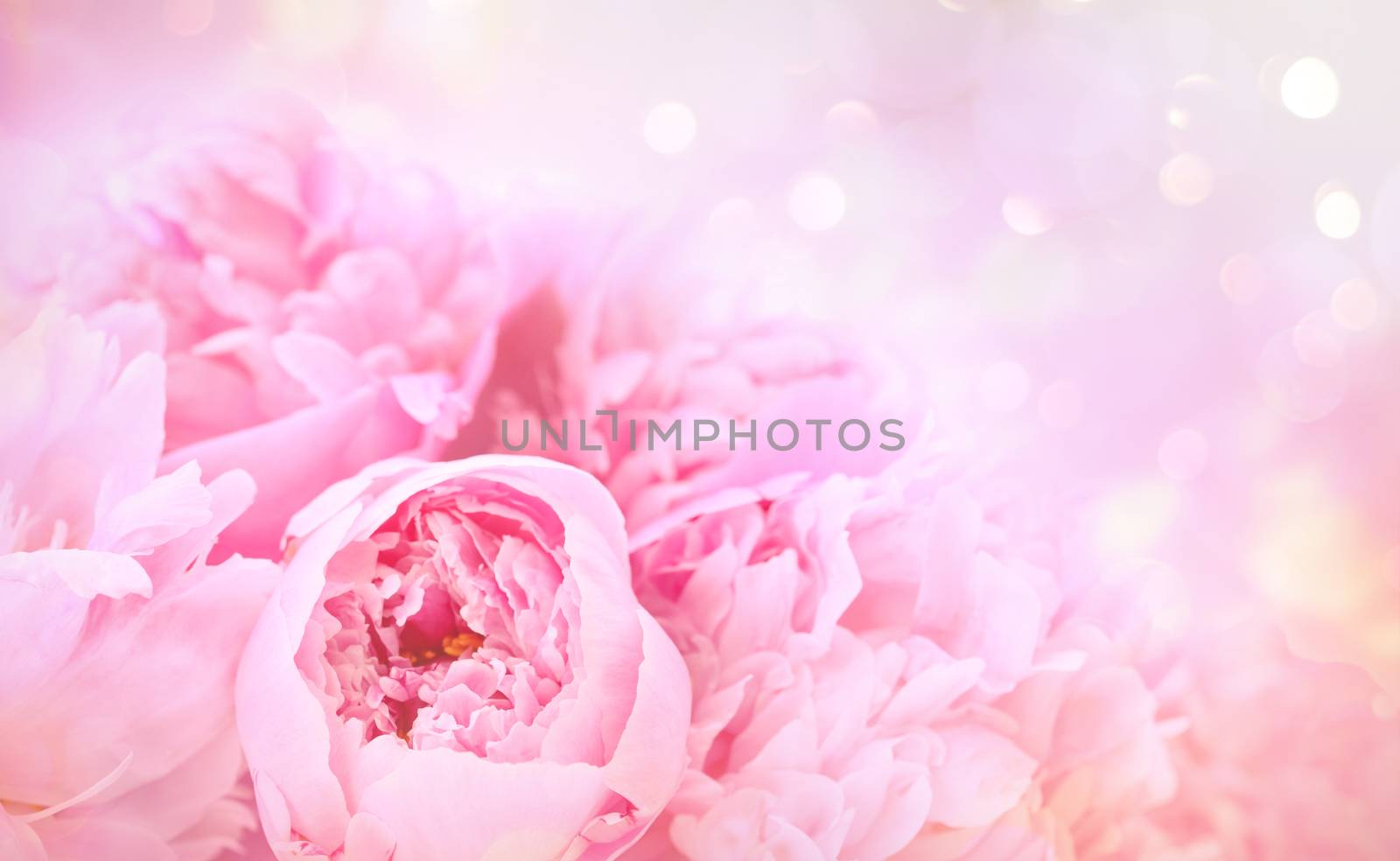 Closeup of peony flowers on soft pastel background