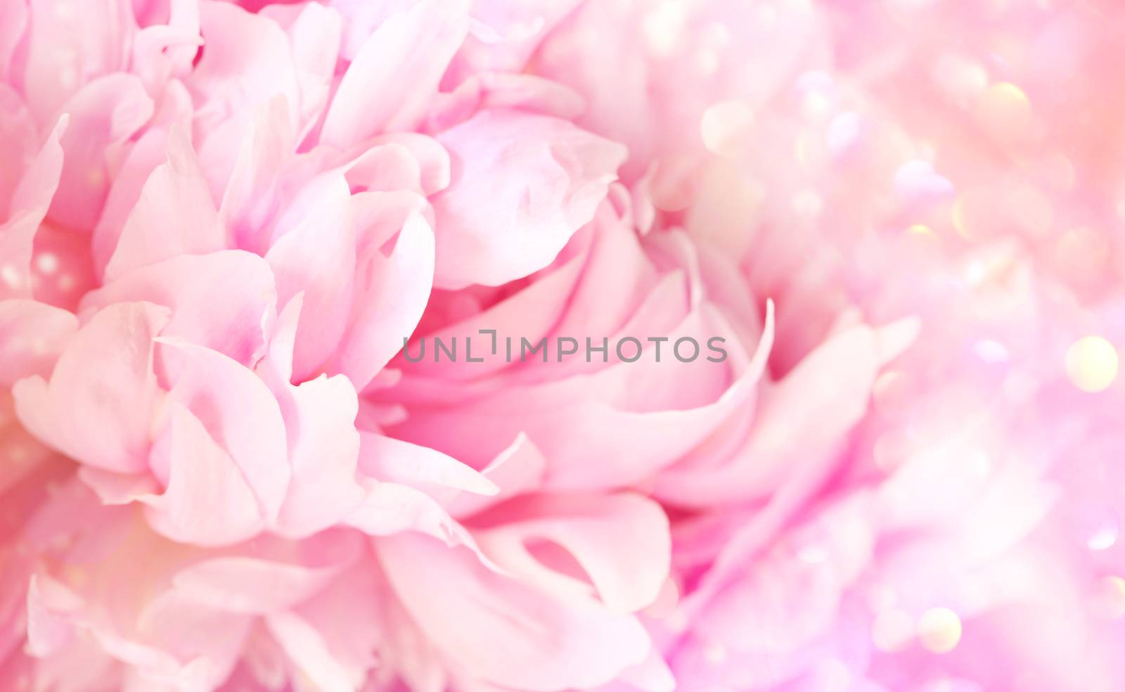 Closeup of peony flower on soft pastel background by Sandralise