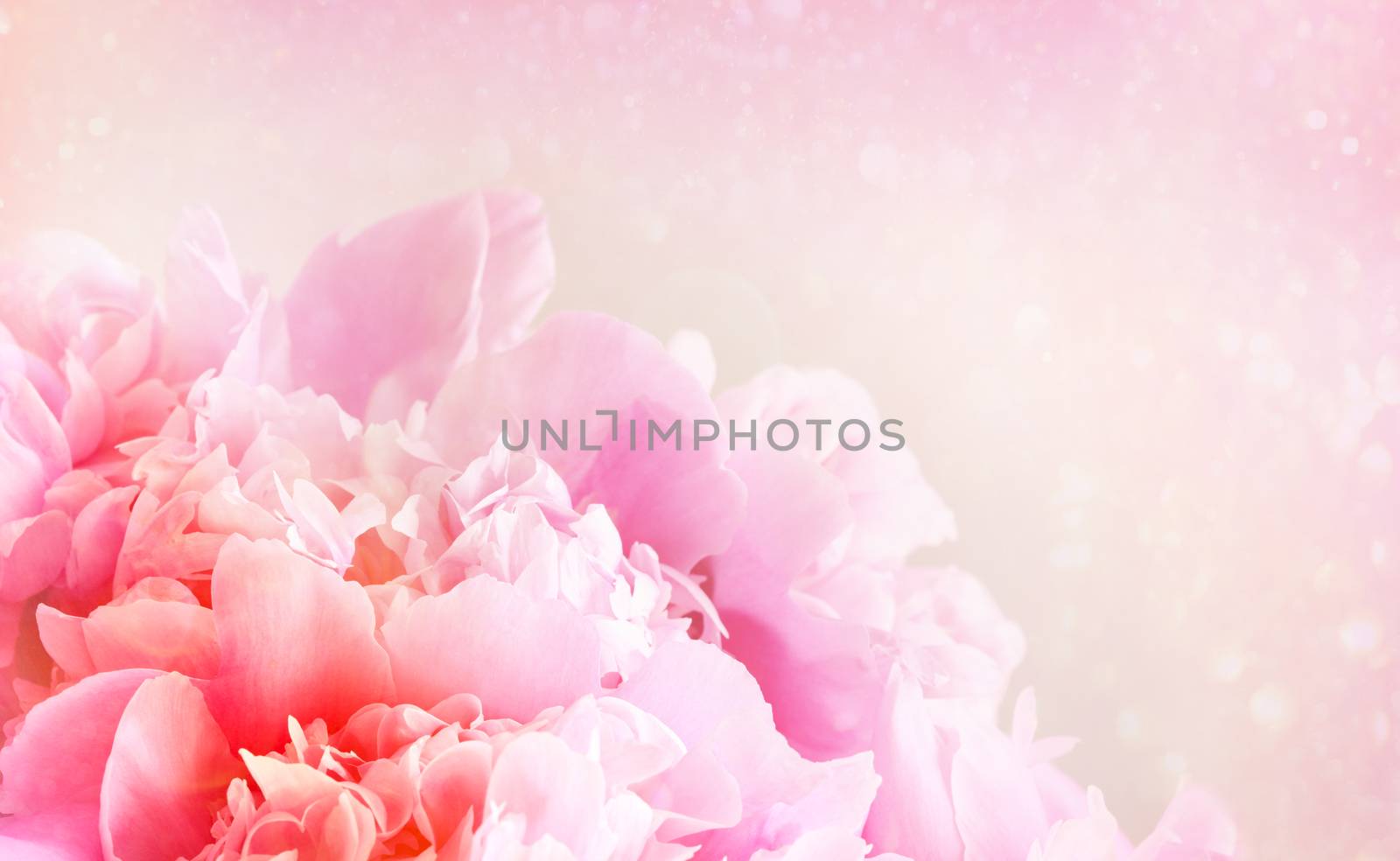 Closeup of peony flower on pastel background by Sandralise