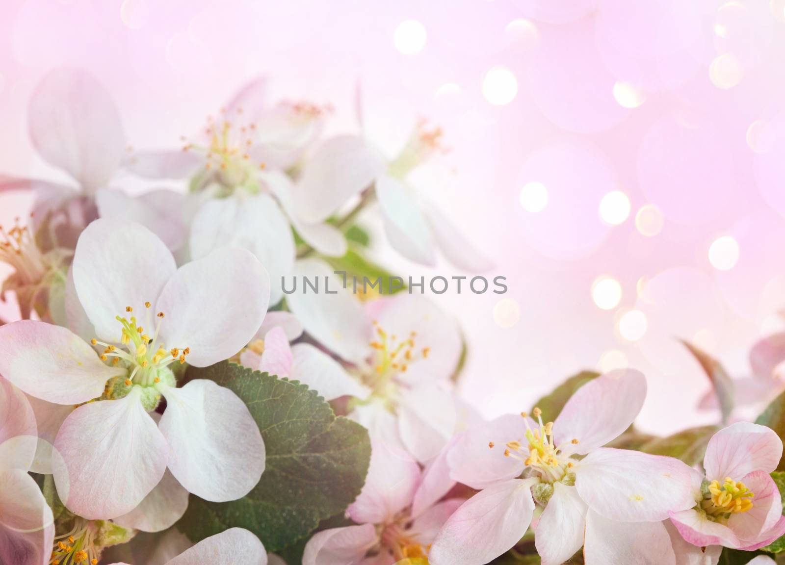Apple blossoms against soft pink background
