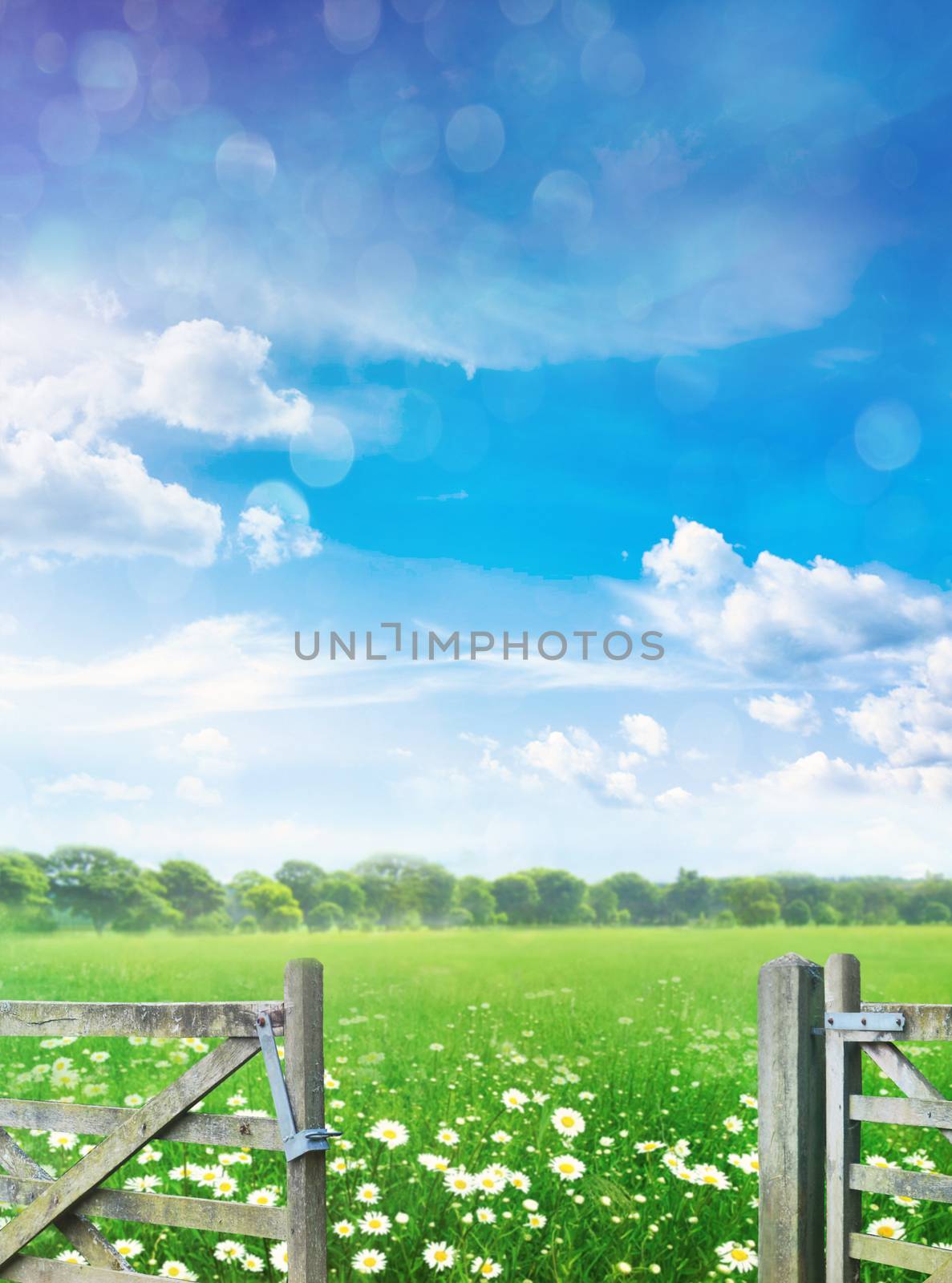 Landscape with flowers in meadow against blue summer sky