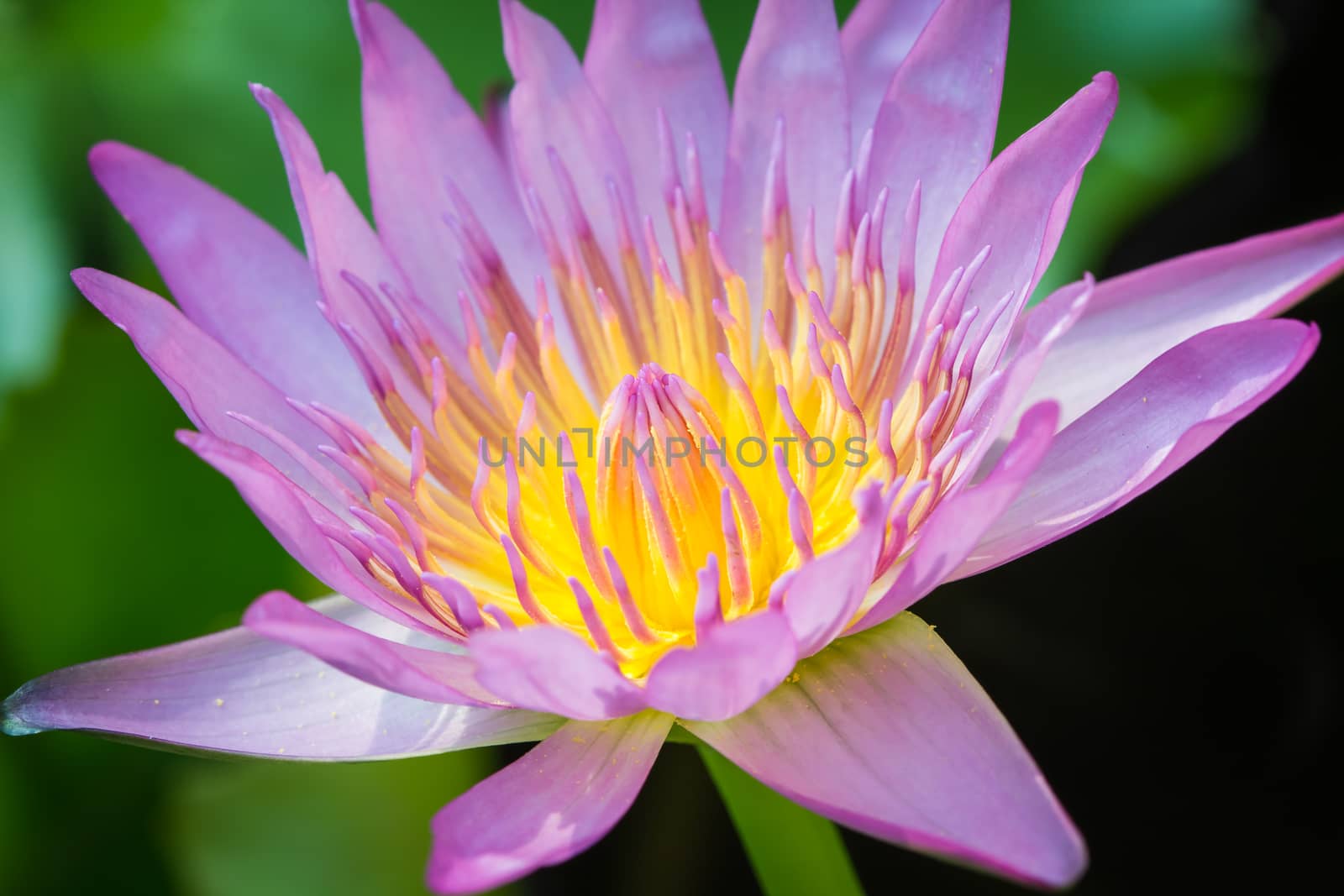 The appearance of a purple lotus flower is a beautiful symbol of Buddhism.