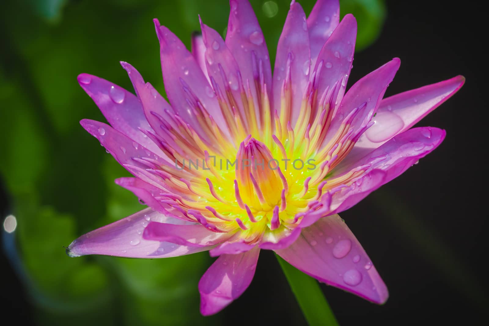 The appearance of a purple lotus flower is a beautiful symbol of Buddhism.