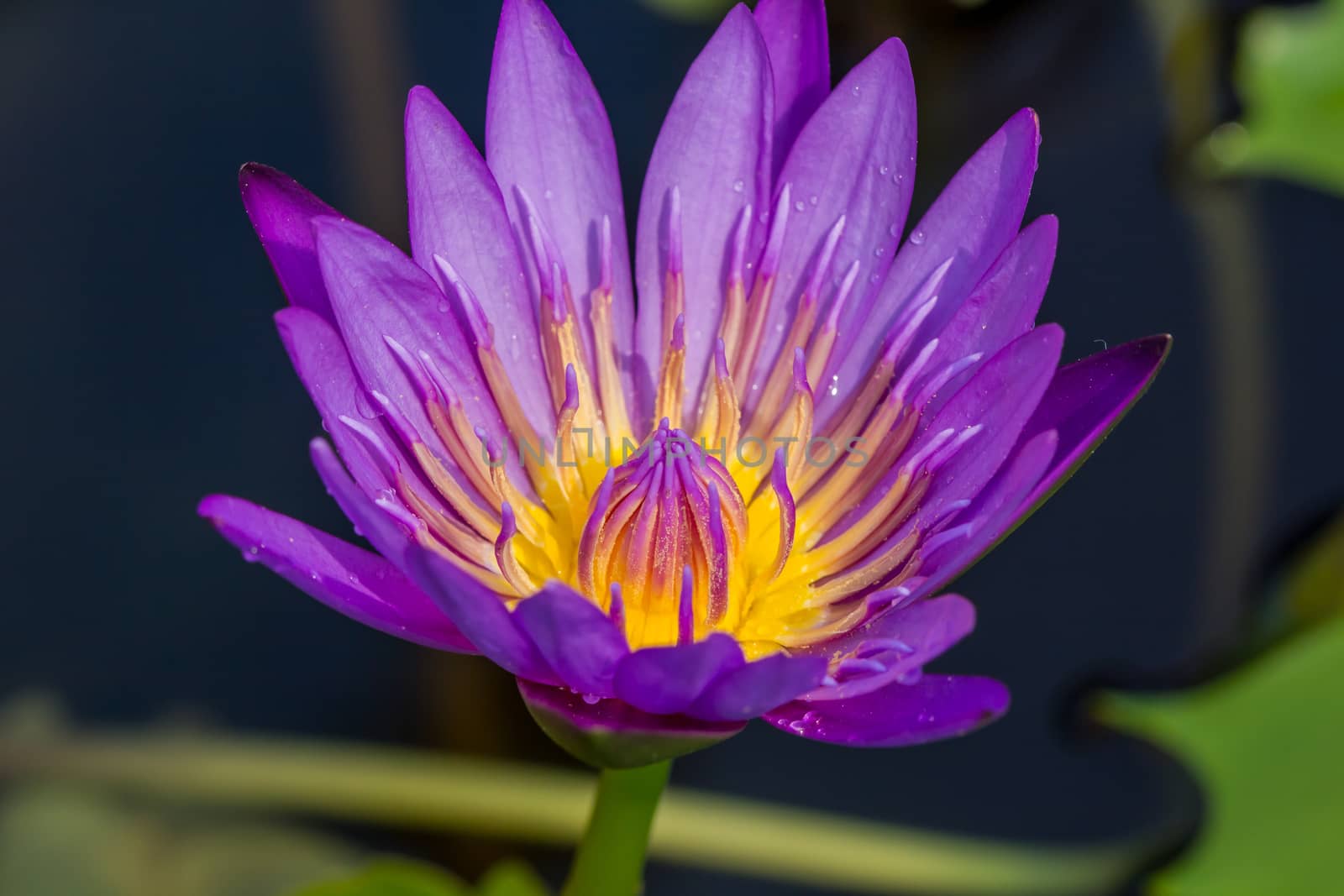 The appearance of a purple lotus flower is a beautiful  by photosam