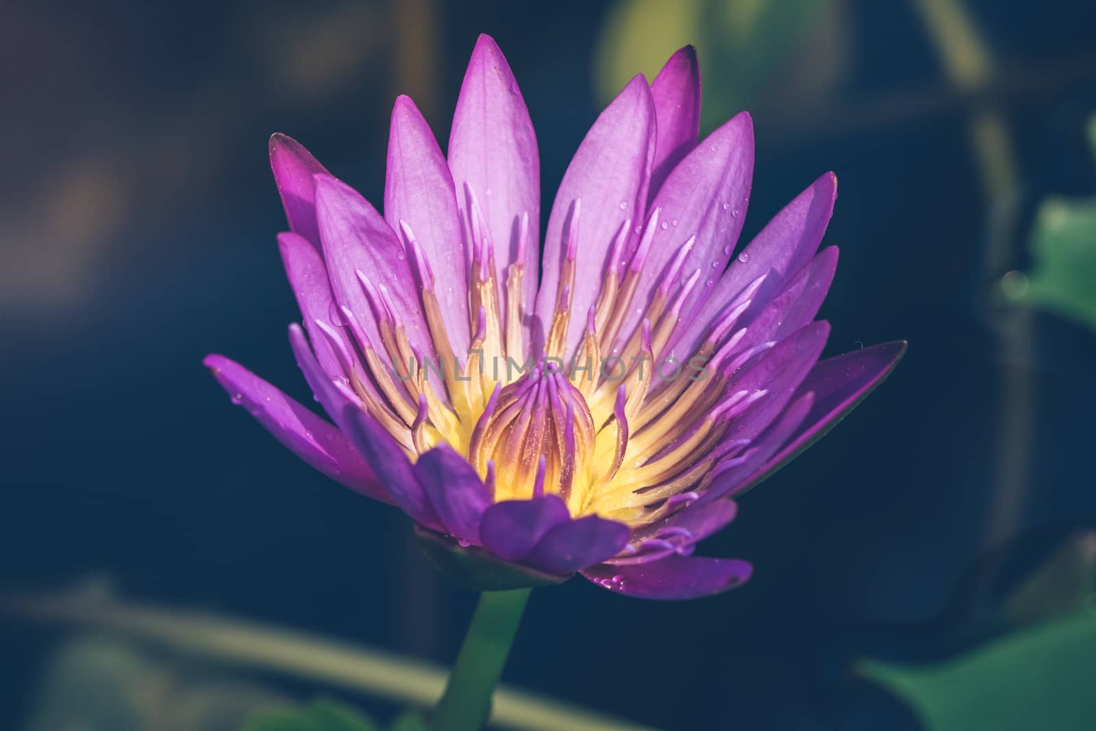 The appearance of a purple lotus flower is a beautiful  by photosam