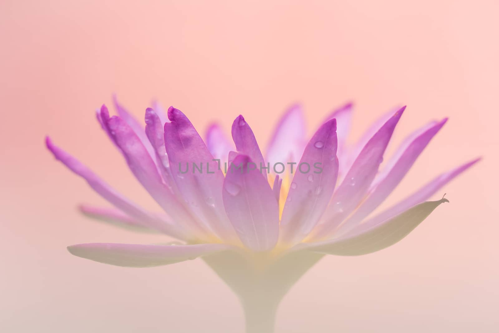 The appearance of a purple lotus flower is a beautiful  by photosam