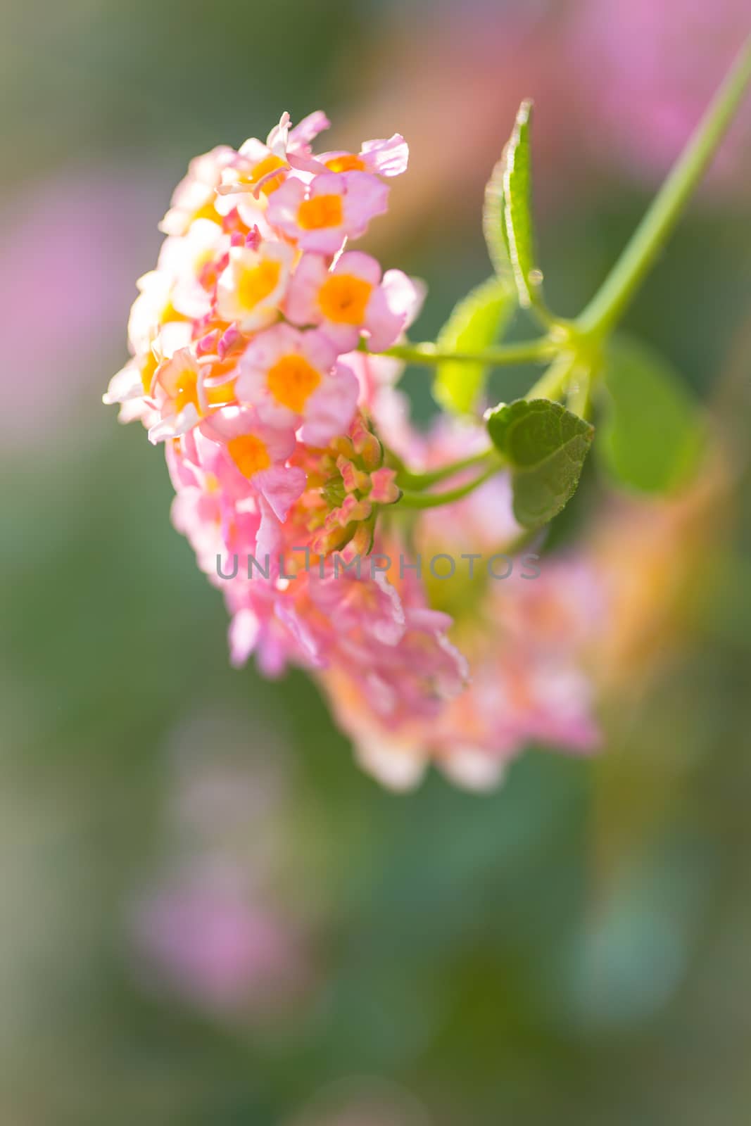 Beautiful Colorful Forest Flower, Weeping Lantana, Lantana camara Linn in the garden