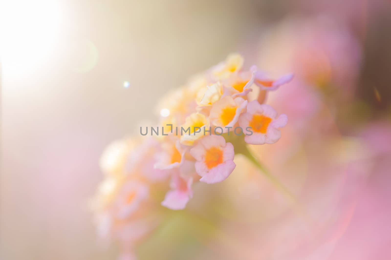 Beautiful Colorful Forest Flower, Weeping Lantana, Lantana camara Linn in the garden