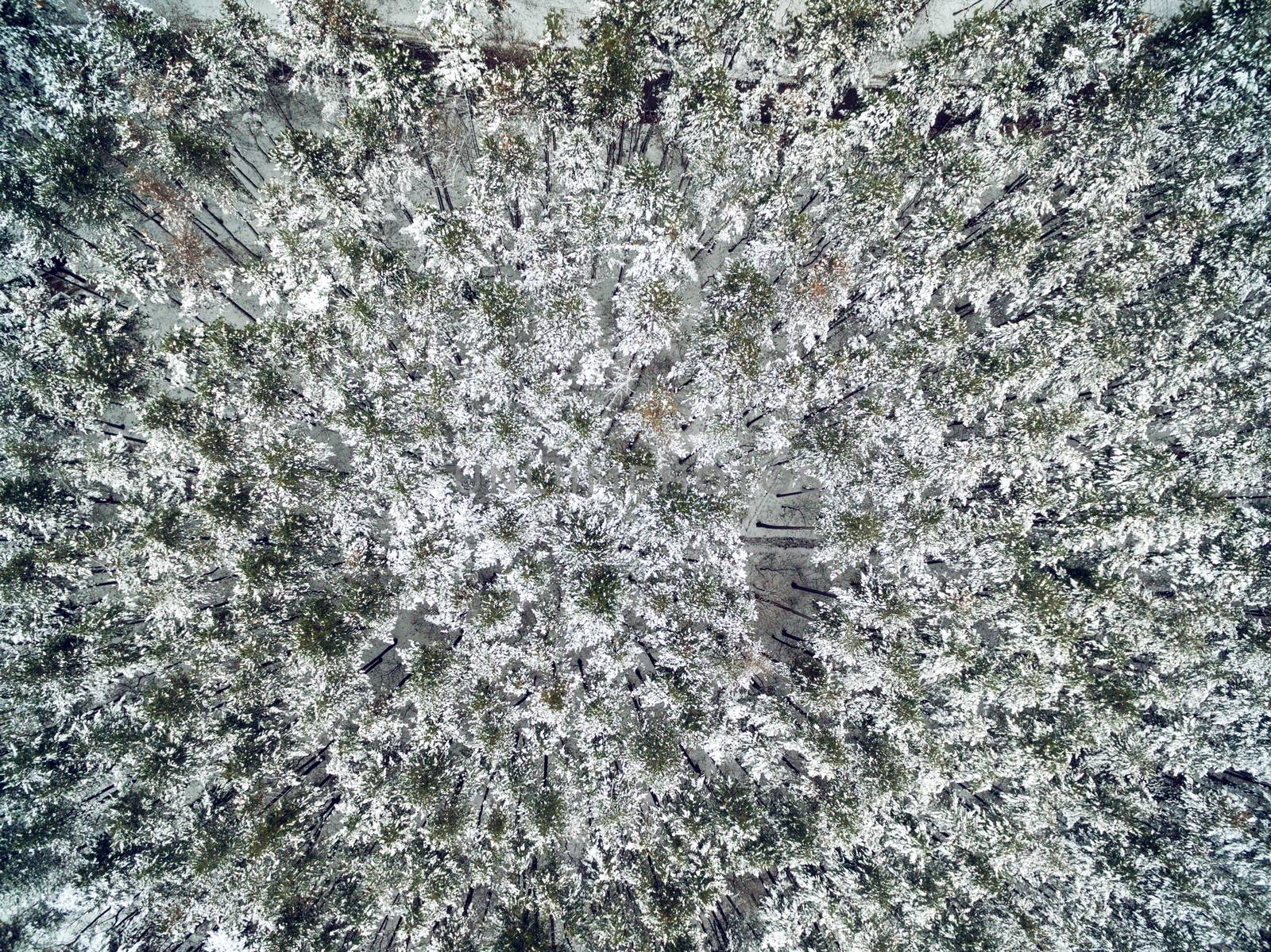 Forest In Winter From Above by MilanMarkovic78