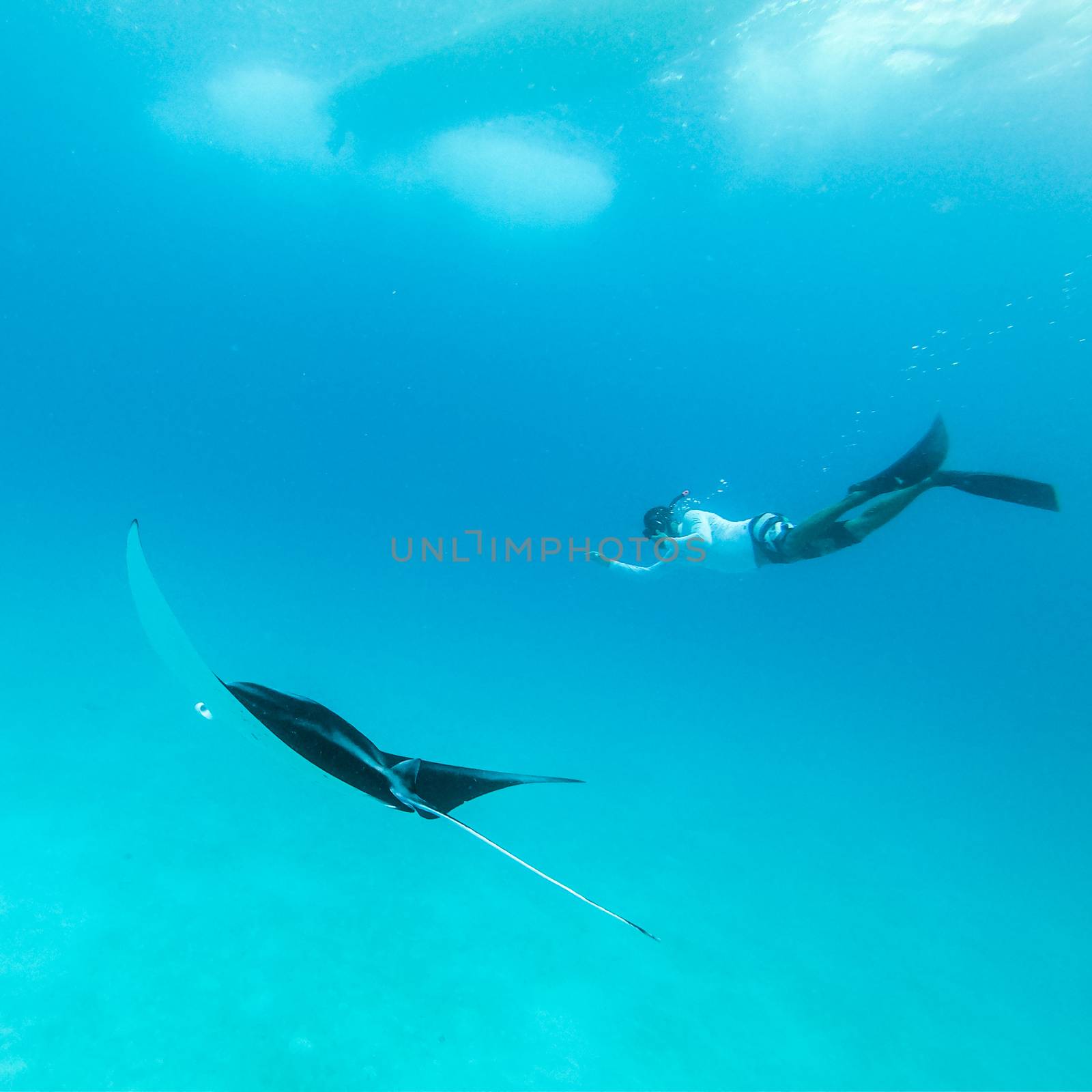 Underwater view of hovering Giant oceanic manta ray, Manta Birostris , and man free diving in blue ocean. Watching undersea world during adventure snorkeling tour on Maldives islands. by kasto