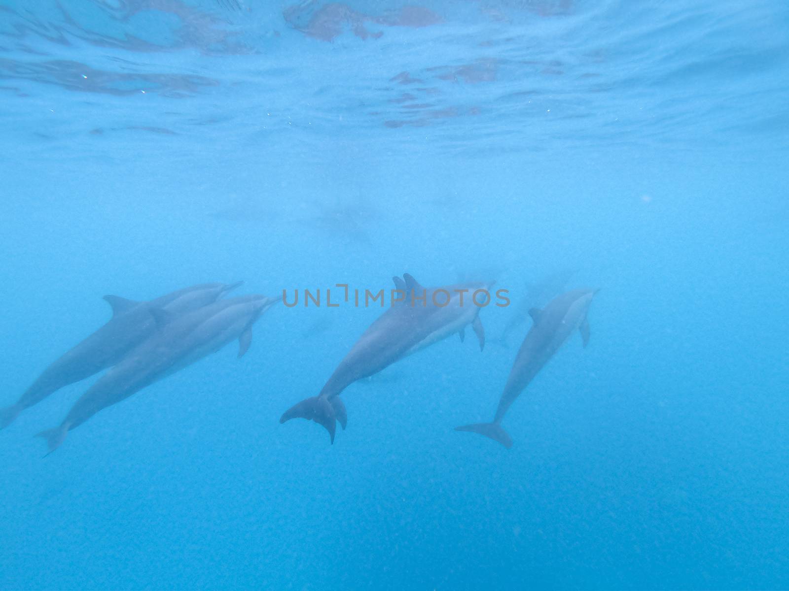 Flock of dolphins playing in the blue water near Mafushi island, Maldives.