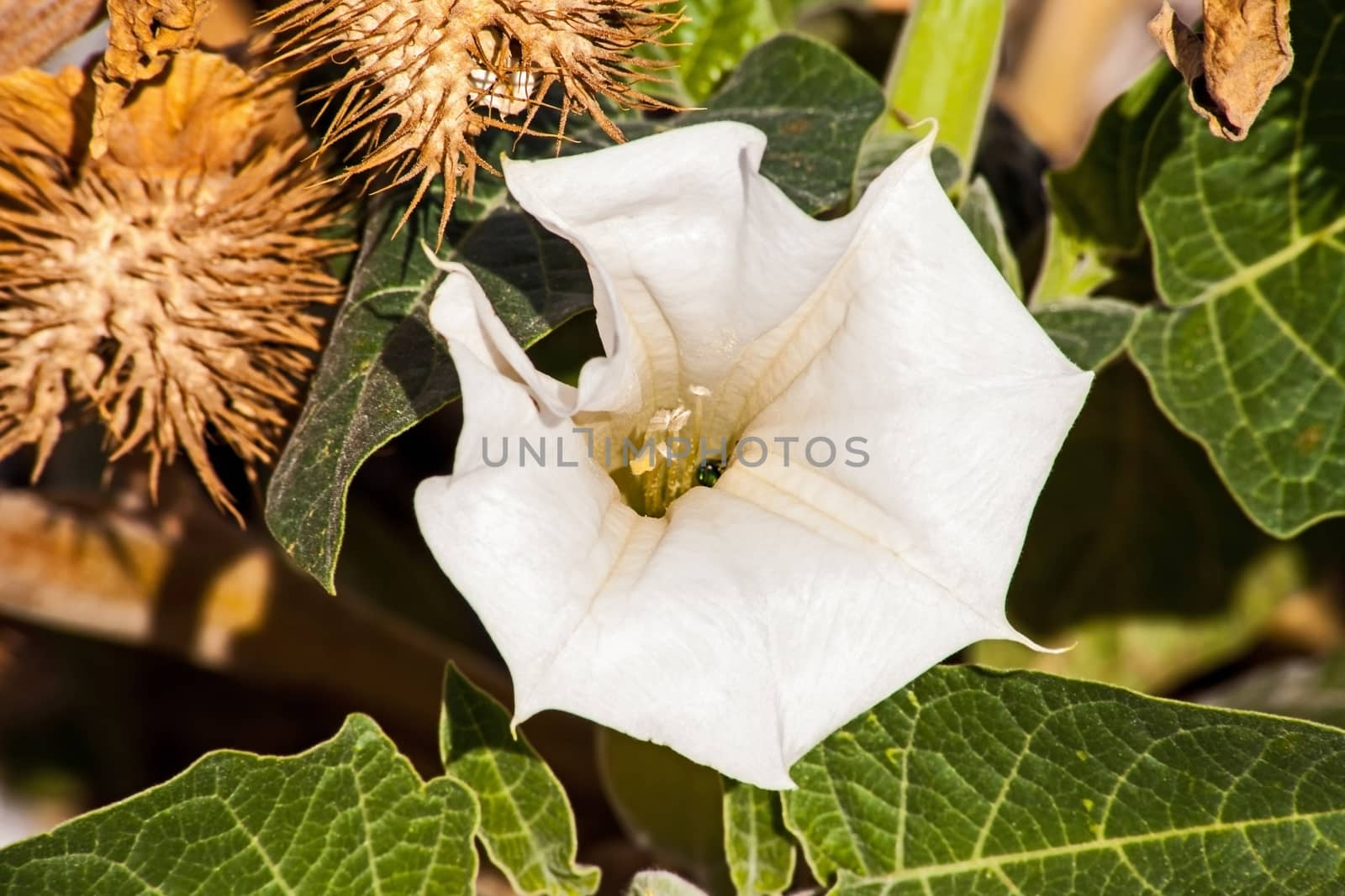 The Jimsonweed (Datura innoxia) originates from the South Western USA and Central America, but has spread widely as an invasive plant. It is known for it's deliriant properties.