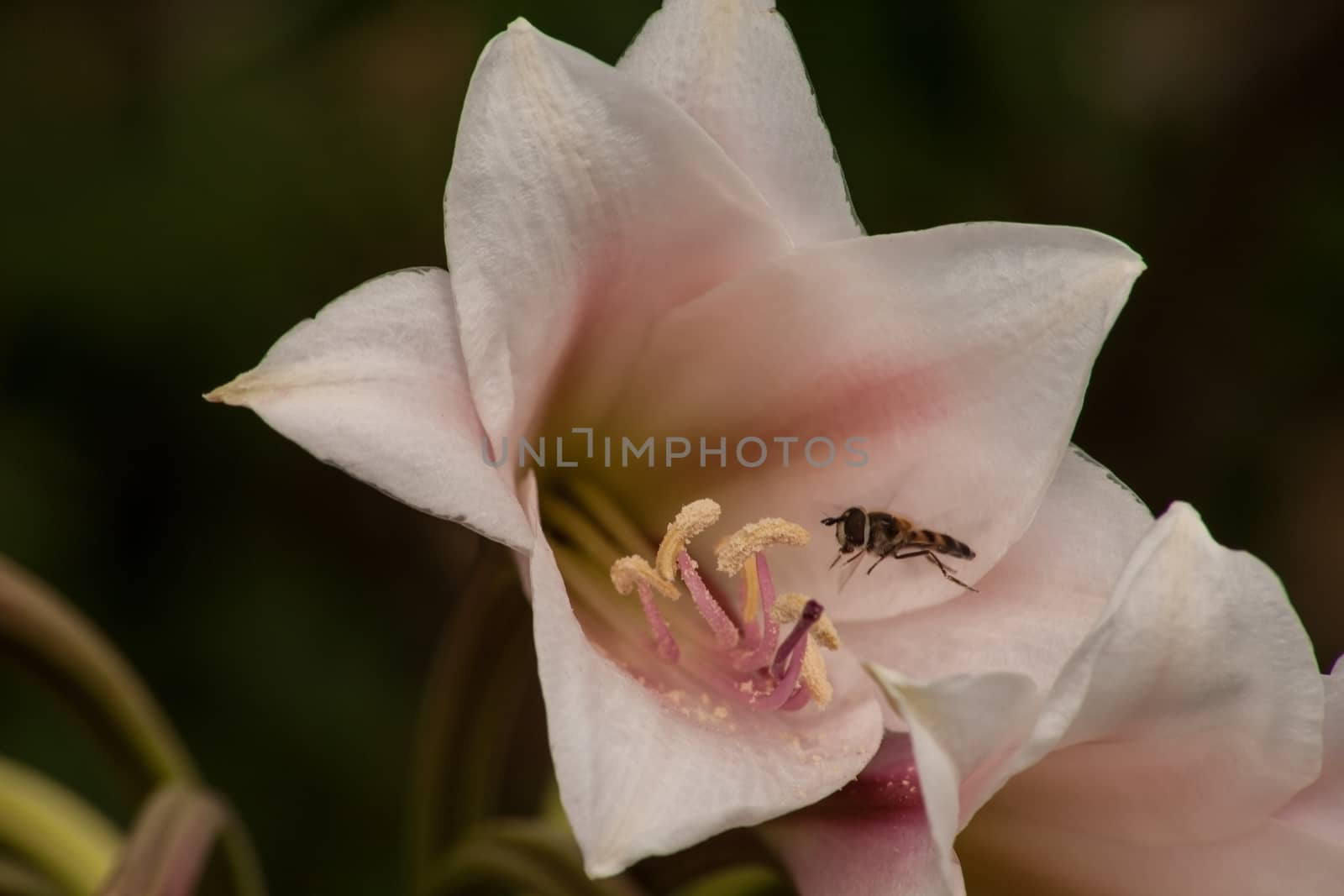 The Vaal River Lily (Crinum bulbispermum) originates from South Africa where it naturally occurs on river banks and floodplains but is widely cultivated in gardens and as potted plants