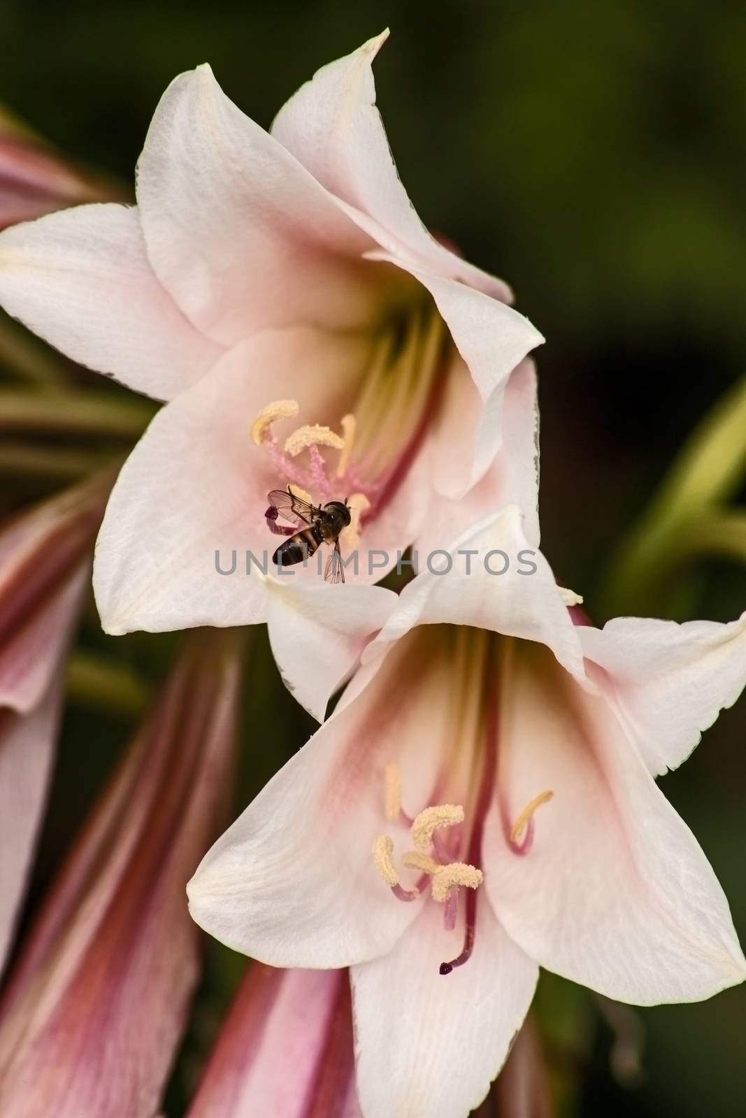 The Vaal River Lily (Crinum bulbispermum) originates from South Africa where it naturally occurs on river banks and floodplains but is widely cultivated in gardens and as potted plants