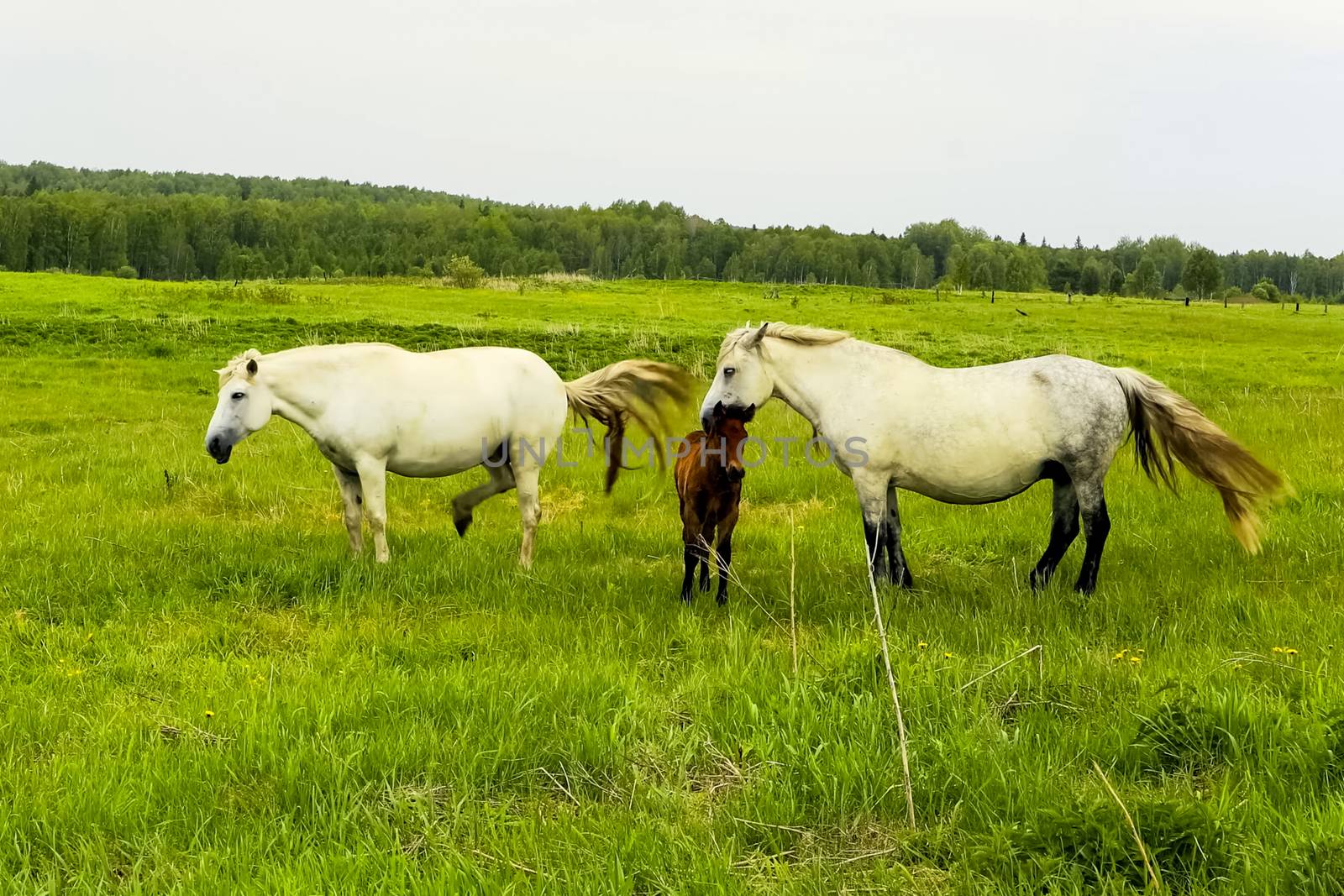 The herd of horses is grazing in a forest clearing. A pasture of horses