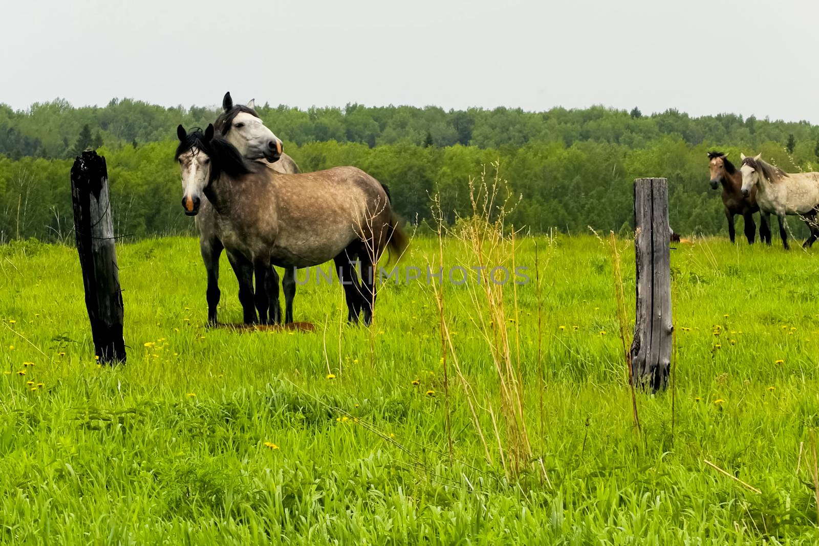 The herd of horses is grazing in a forest clearing. A pasture of by nyrok