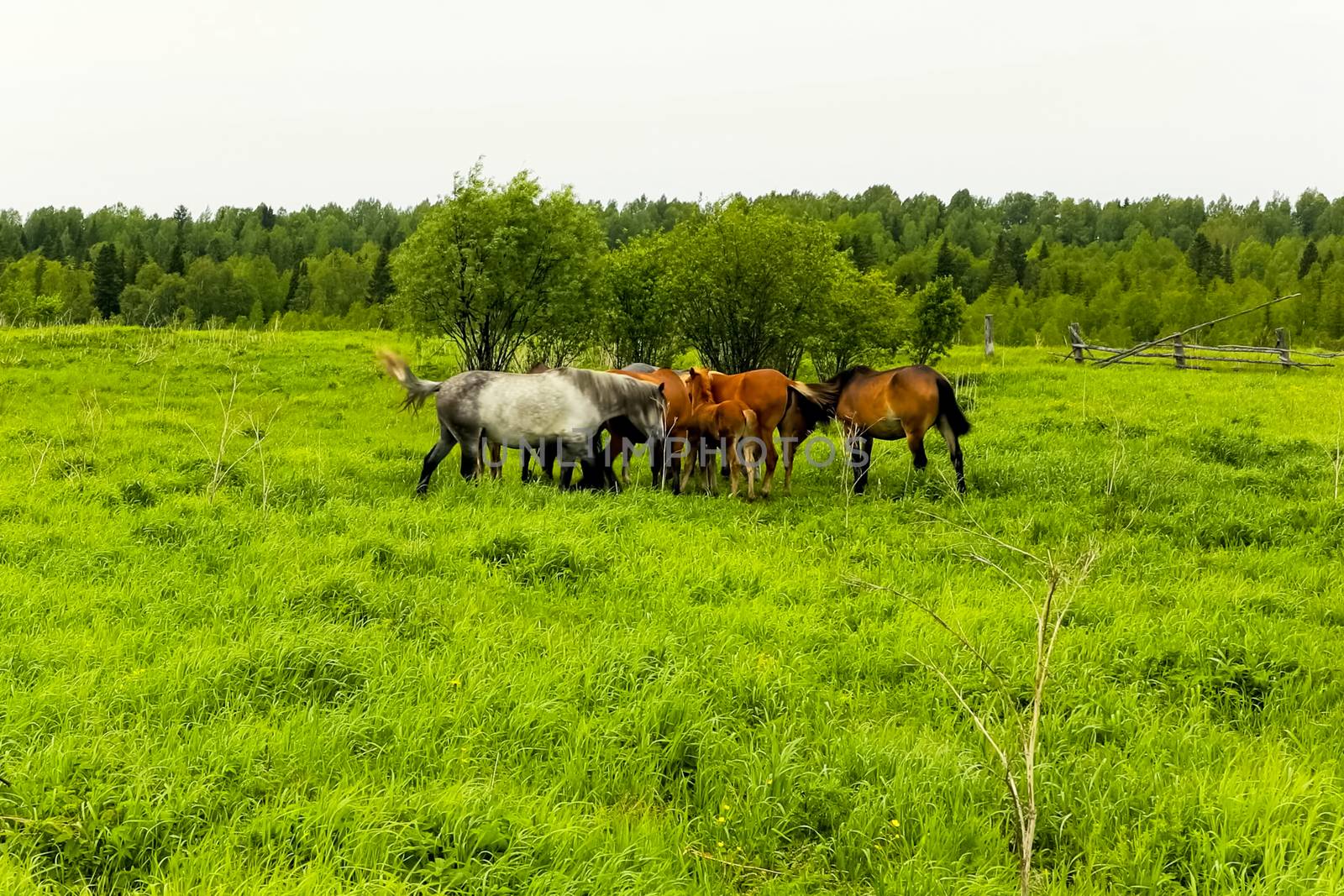 The herd of horses is grazing in a forest clearing. A pasture of by nyrok