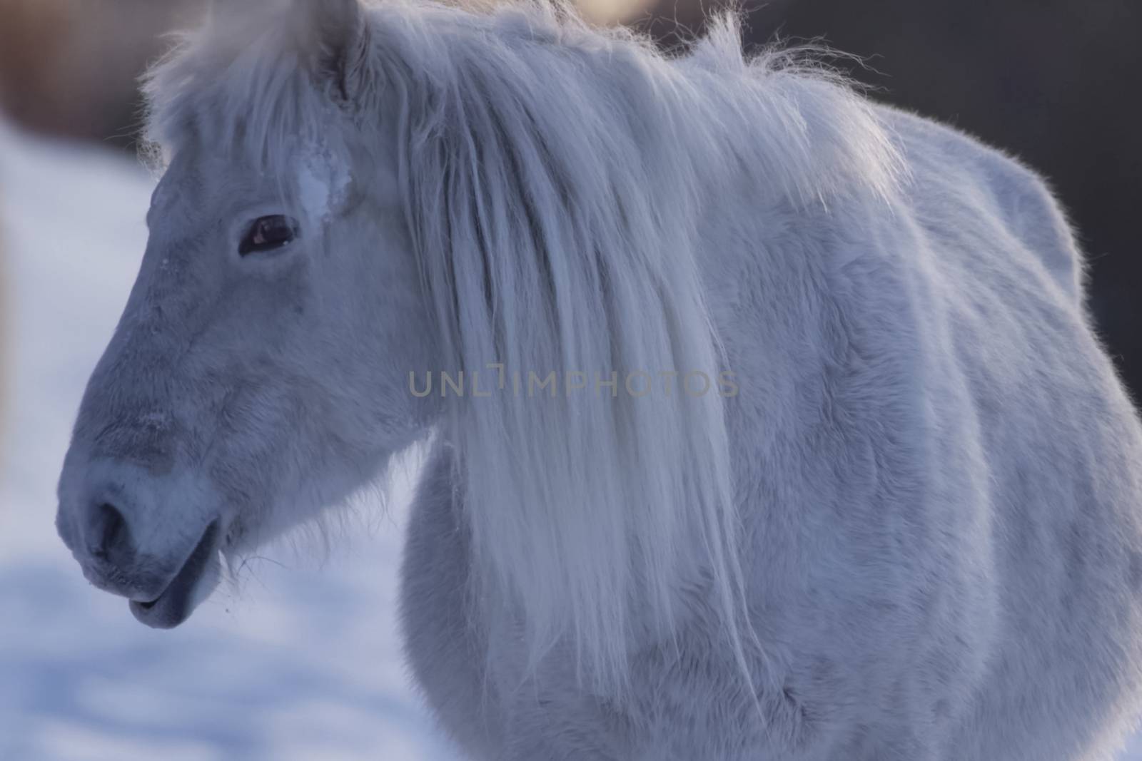 Yakut horses in the winter in the snow. The breed of Yakut horses.