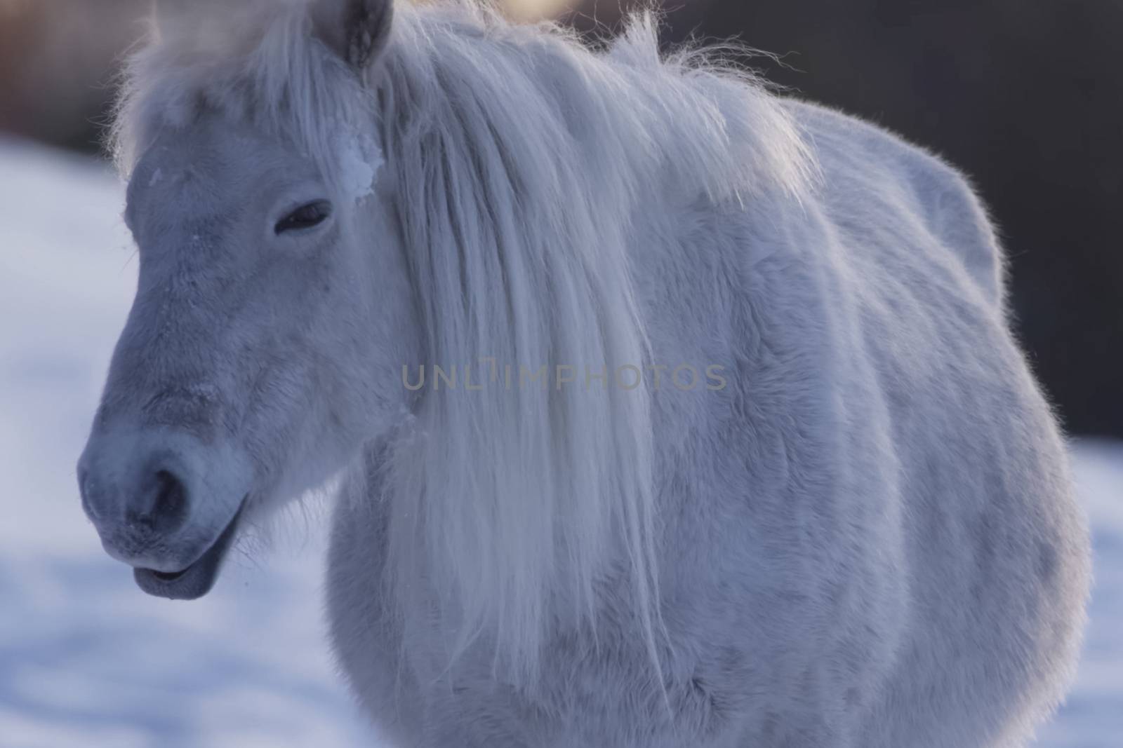 Yakut horses in the winter in the snow. The breed of Yakut horses.