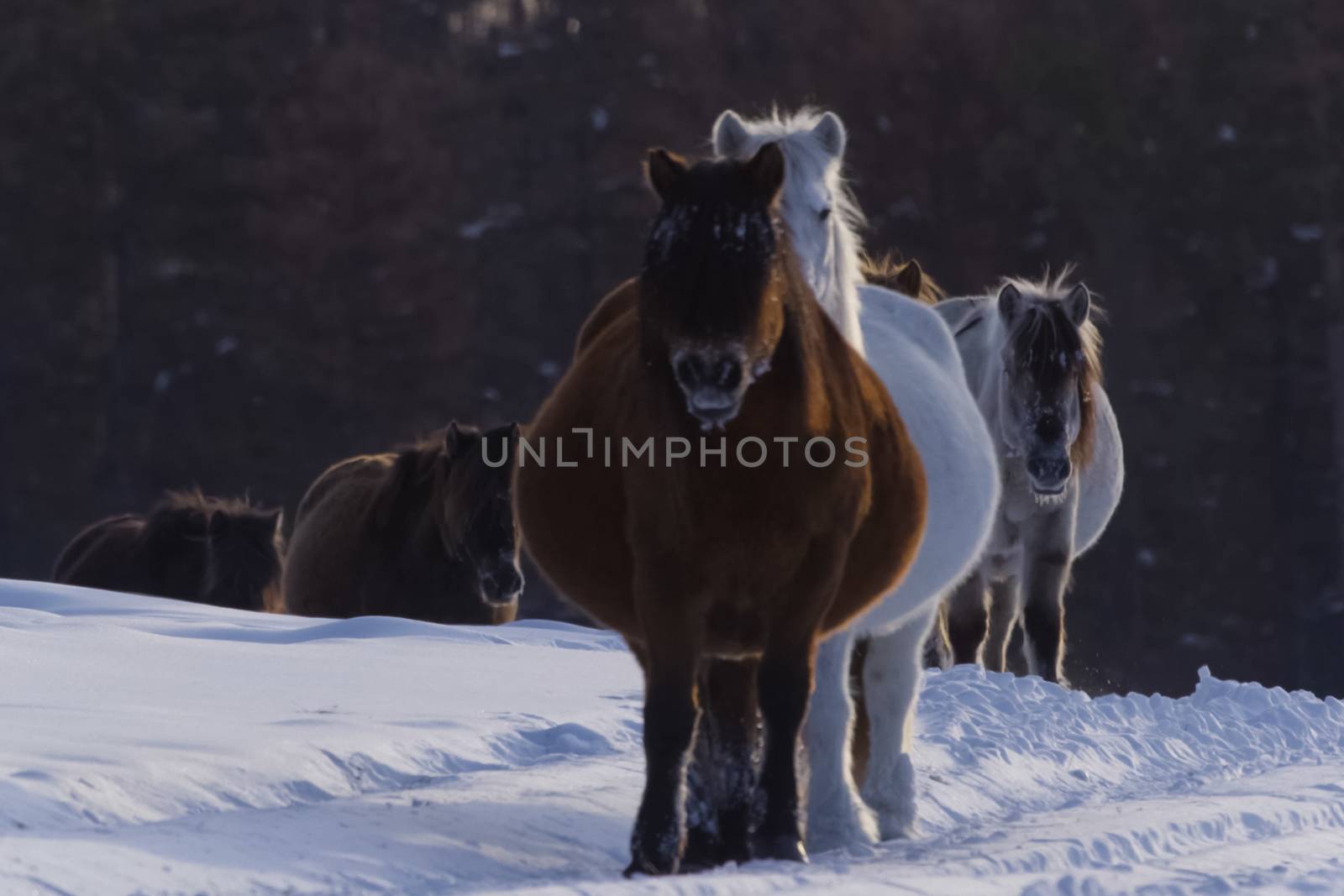 Yakut horses in the winter in the snow. The breed of Yakut horse by nyrok
