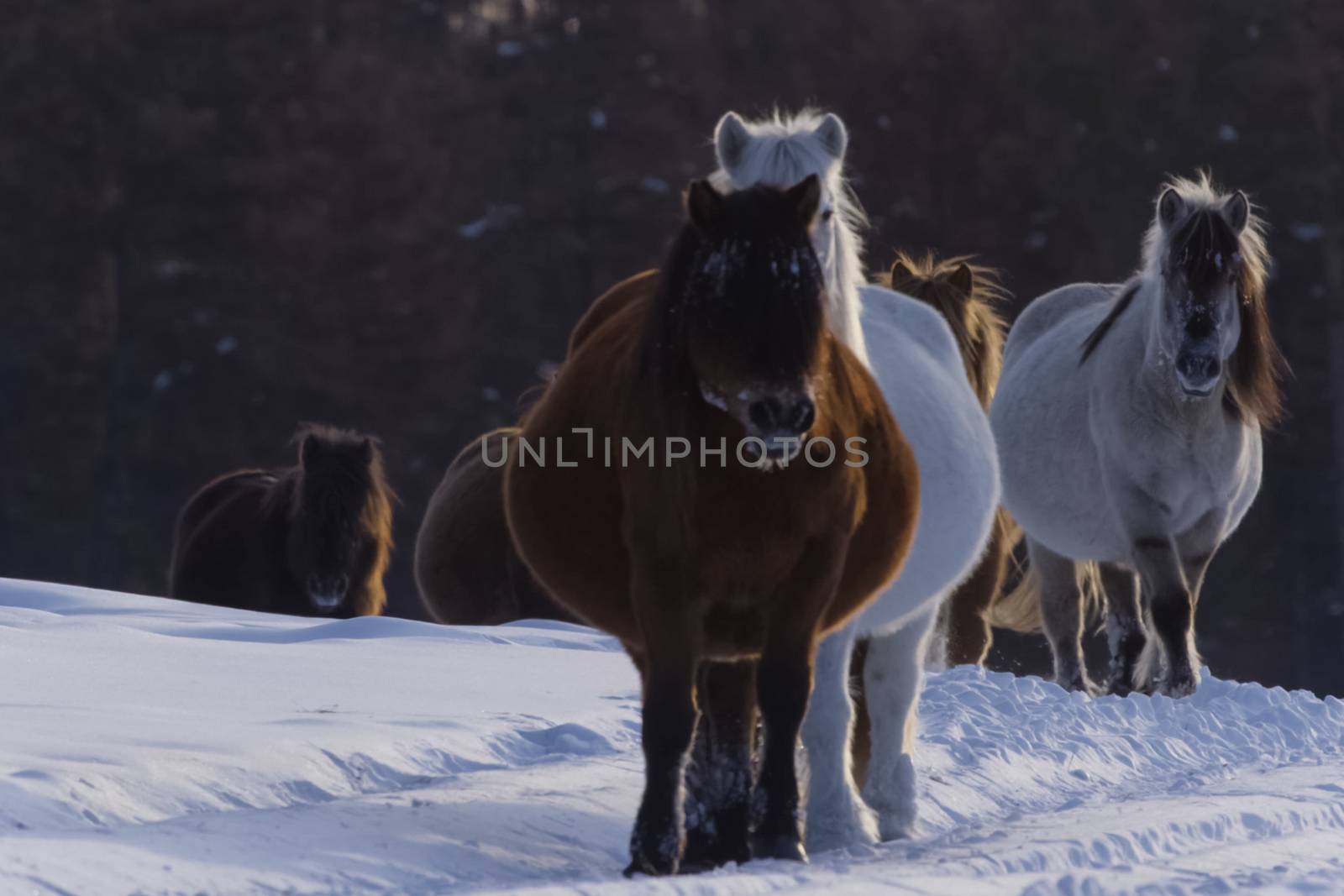 Yakut horses in the winter in the snow. The breed of Yakut horse by nyrok