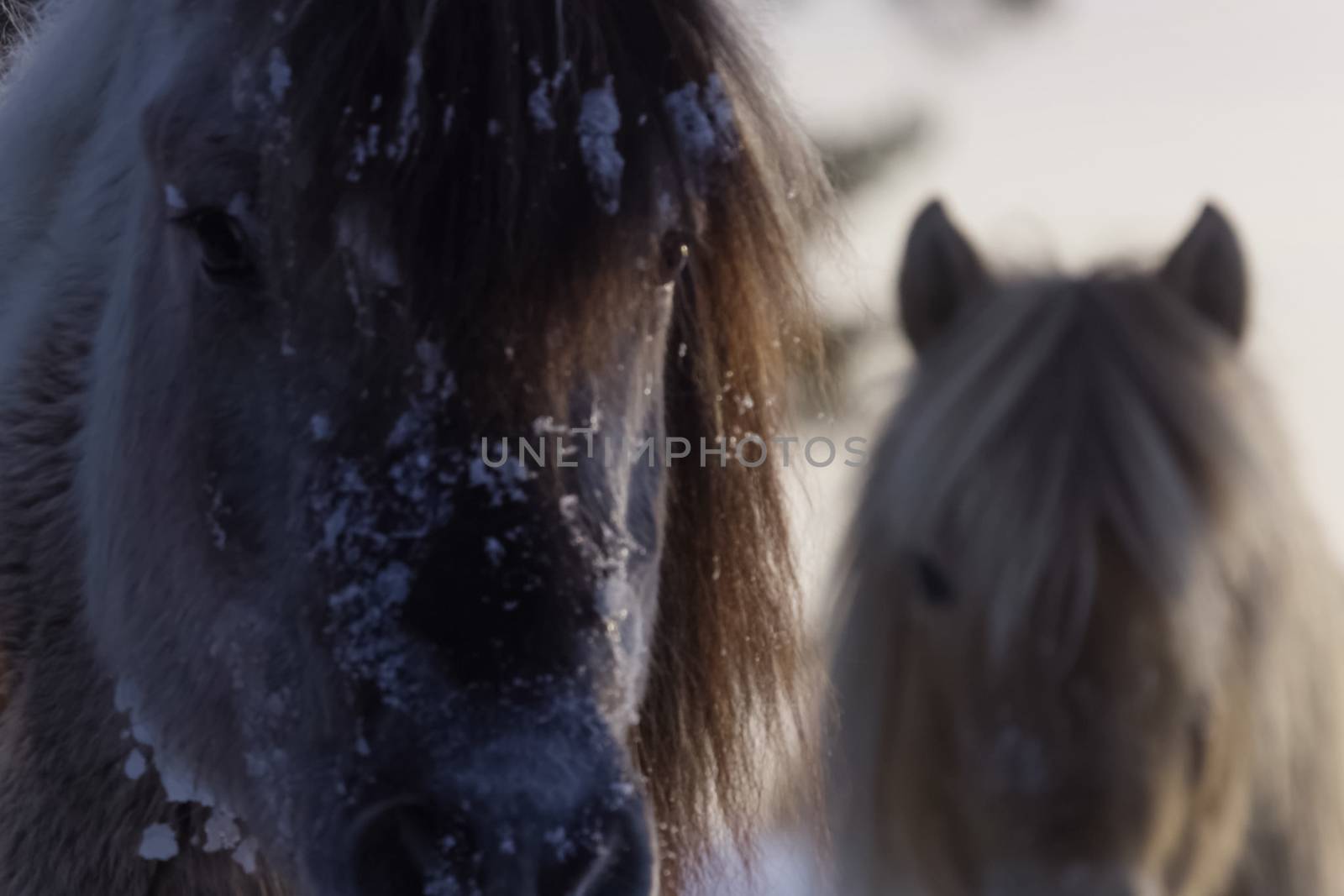 Yakut horses in the winter in the snow. The breed of Yakut horse by nyrok