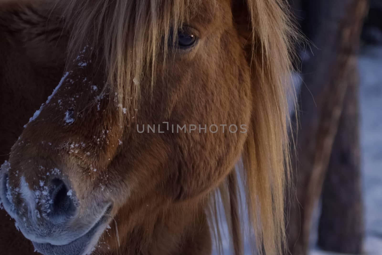 Yakut horses in the winter in the snow. The breed of Yakut horse by nyrok
