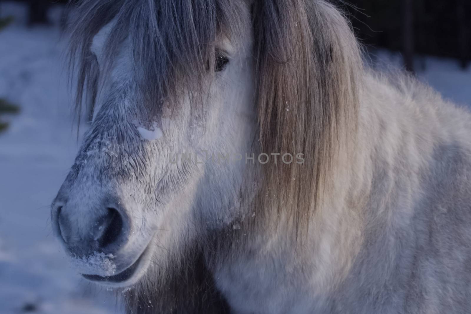 Yakut horses in the winter in the snow. The breed of Yakut horse by nyrok