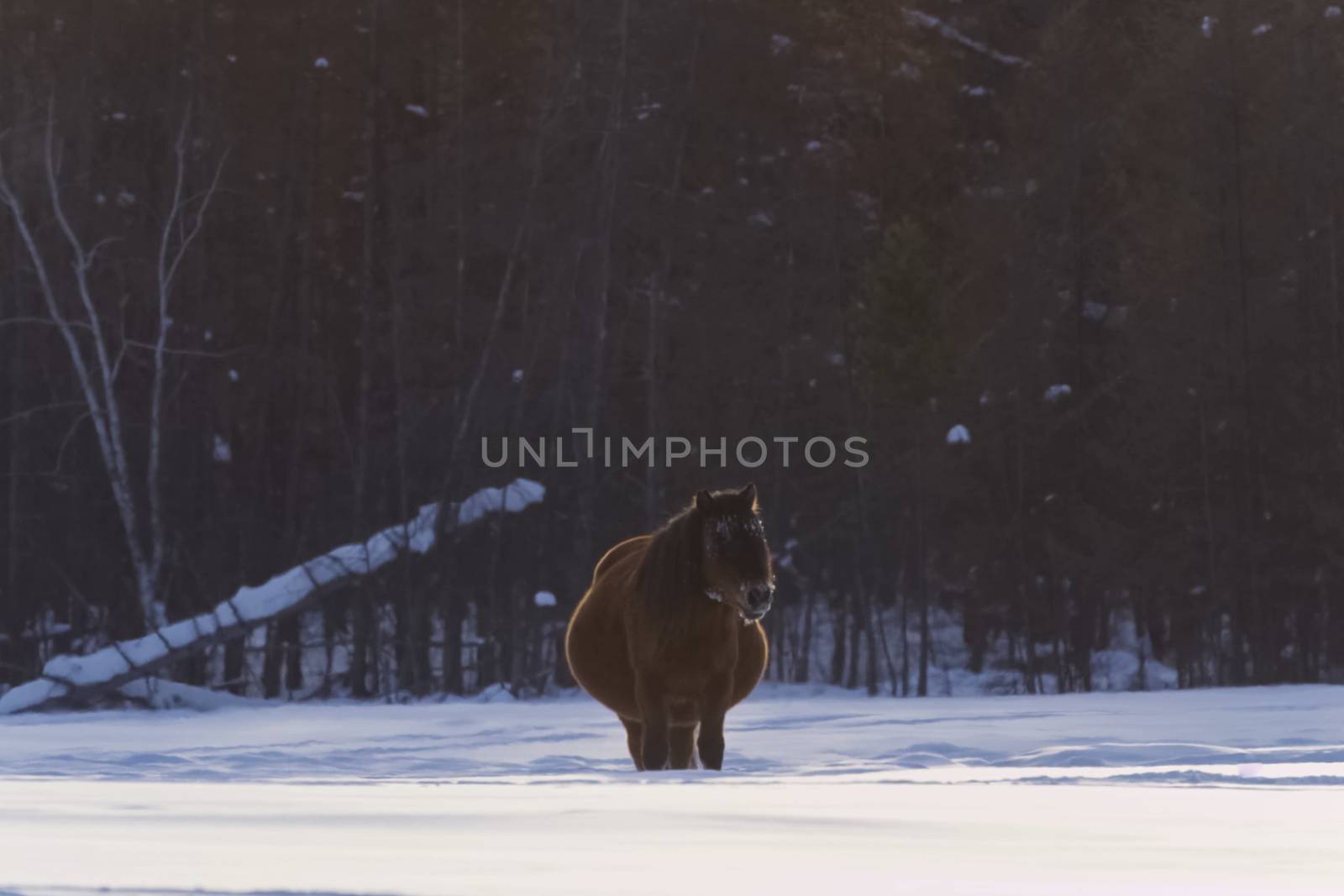 Yakut horses in the winter in the snow. The breed of Yakut horse by nyrok