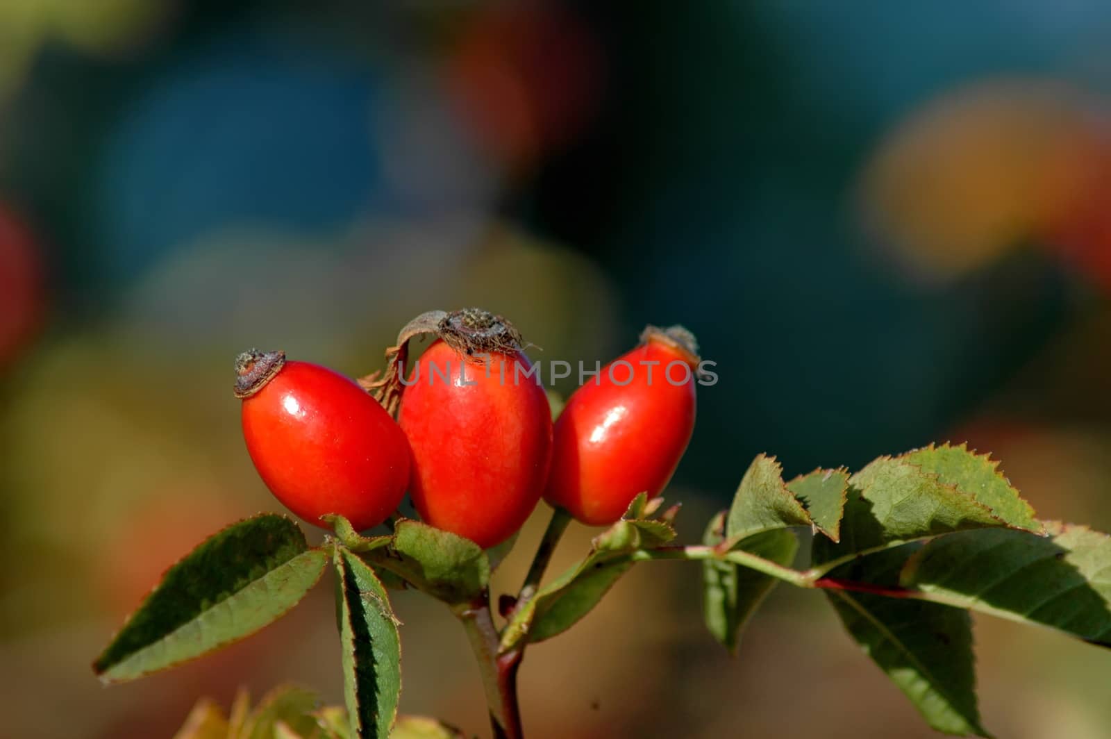 Branch with red rose hips, fruits of wild rose or  rosa canina in Plana mountain, Bulgaria