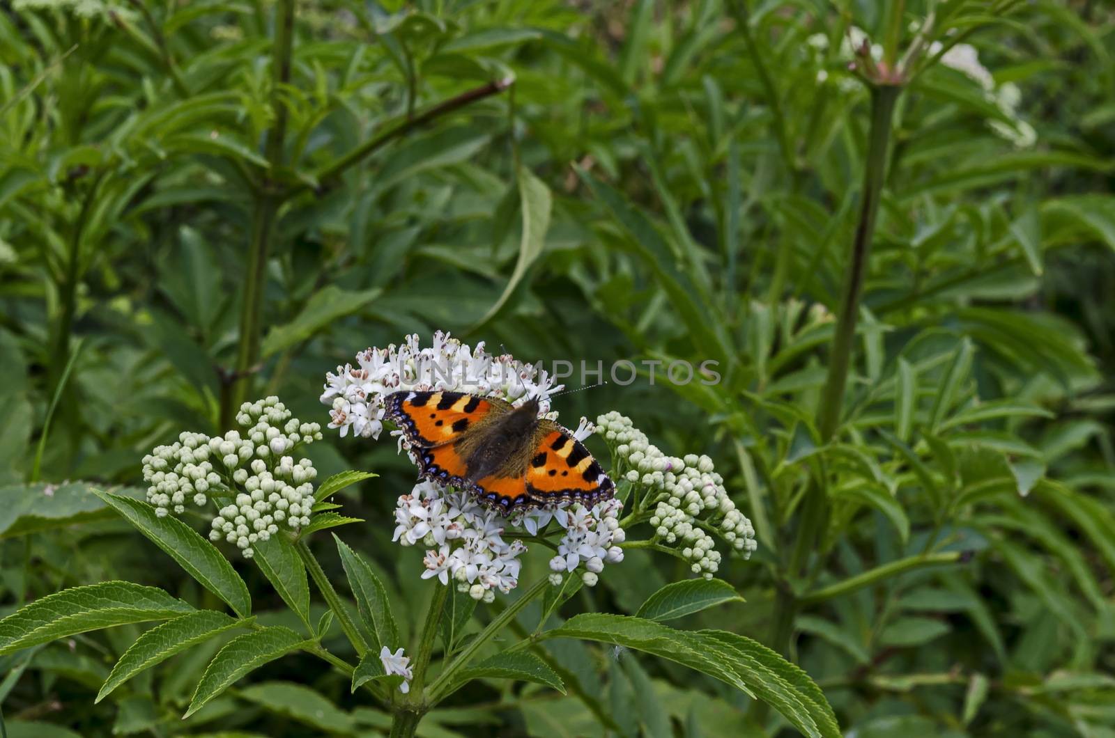 Monarch or Danaus plexippus butterfly over blossom of Elderberry or Sambucus ebulus, poisonous bush, Jeleznitsa, Vitosha mountain, Bulgaria