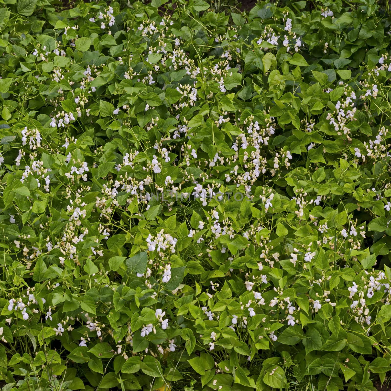 Flowers and leaves of fresh green beans plant or Phaseolus vulgaris in vegetables garden bed, Jeleznitsa, Vitosha mountain, Bulgaria