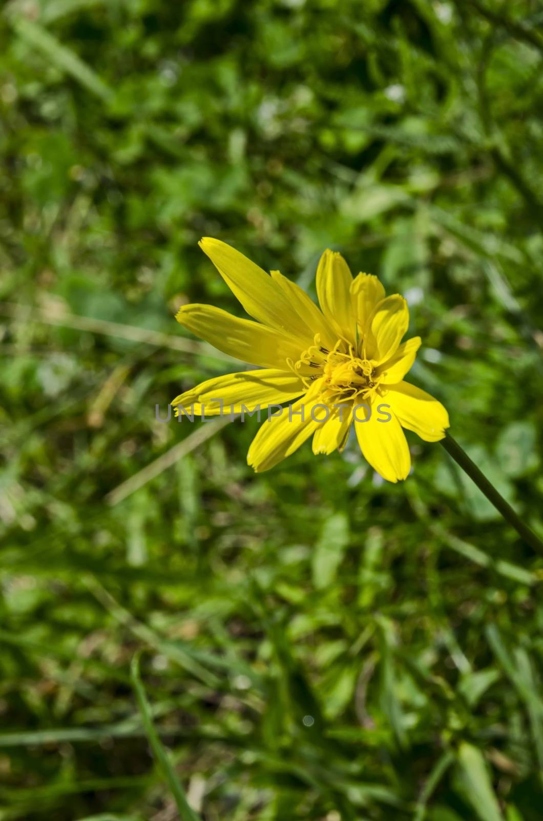 Very rarely blue cichorium intybus or chicory wild flower with yellow bloom on meadow, Vitosha mountain, Bulgaria